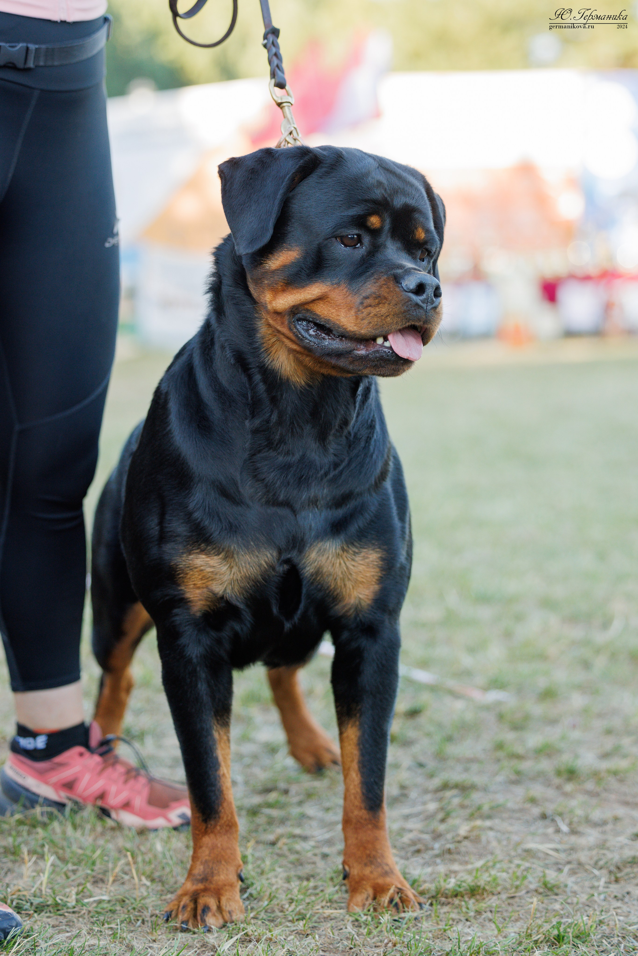 ПК и КЧК ротвейлеры Тверь 6-7.07.2024. Фотограф-анималист Юлия Германика