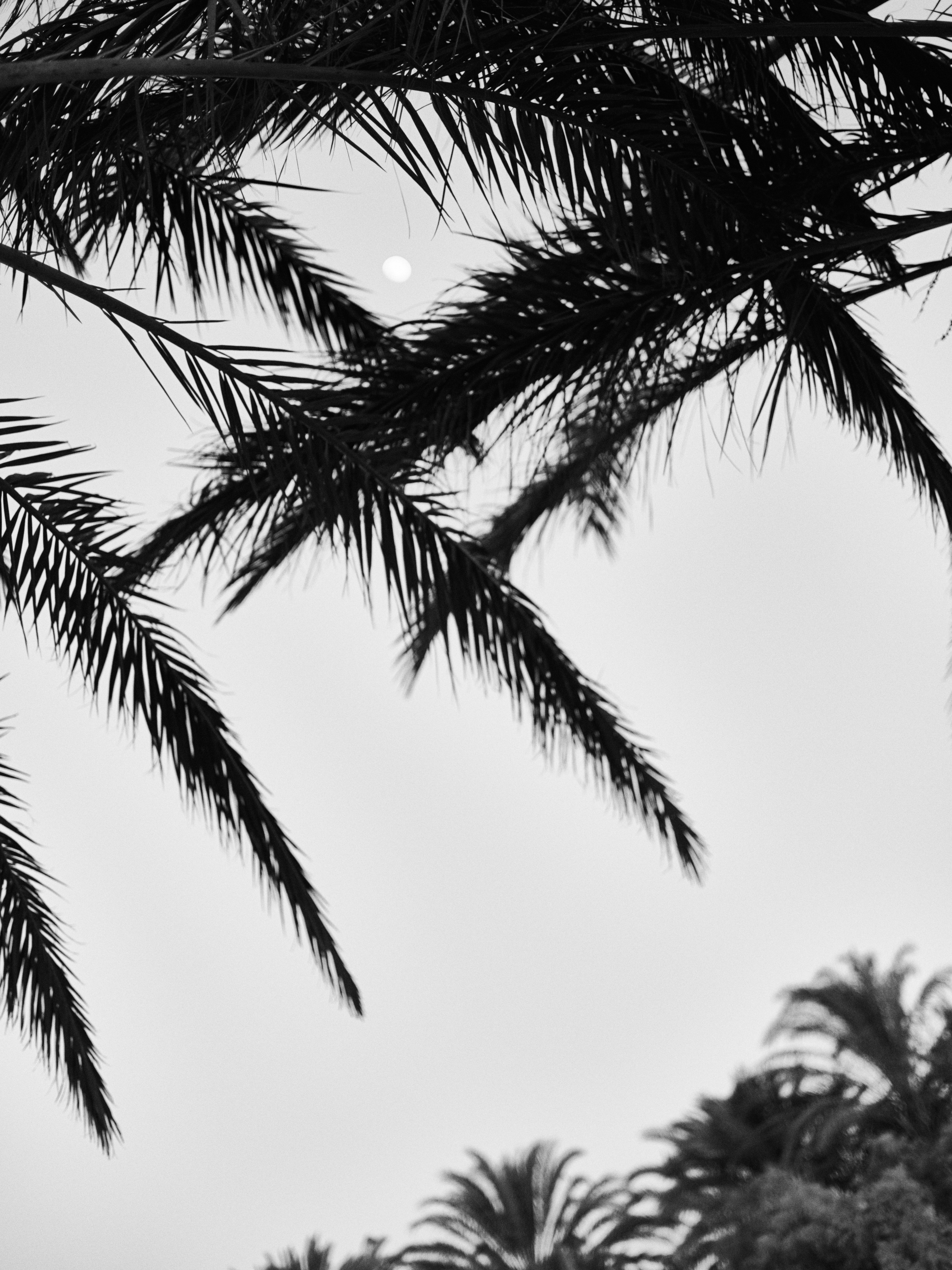 B&W. Jorgis — фотограф в Хургаде / обучение фотографии