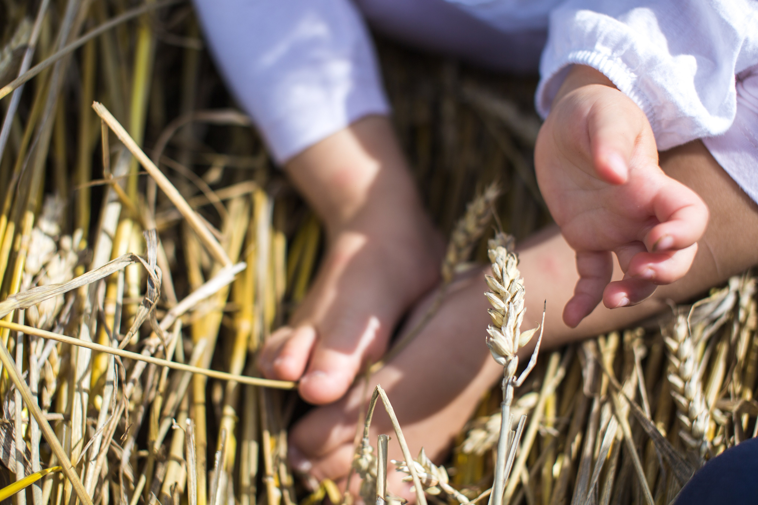 В поле с колосьями. Семейный и школьный фотограф Громова Ольга