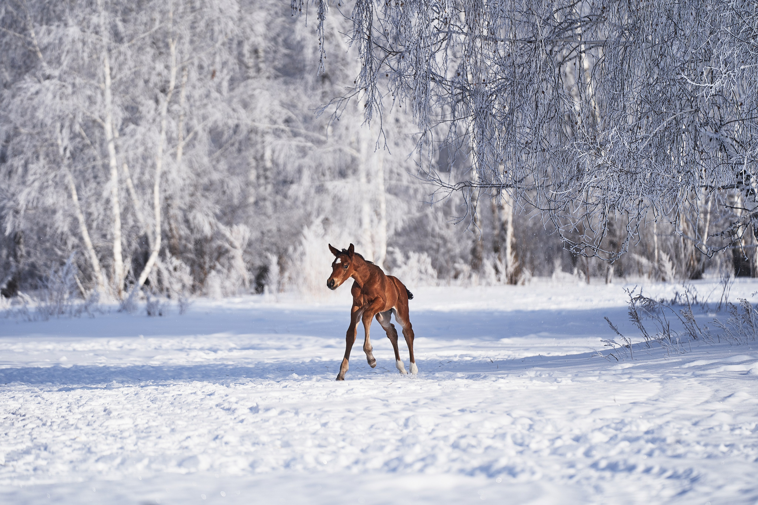 Жеребята КСОЦ «Свобода». Фотосессии с лошадьми в Москве, Новосибирске