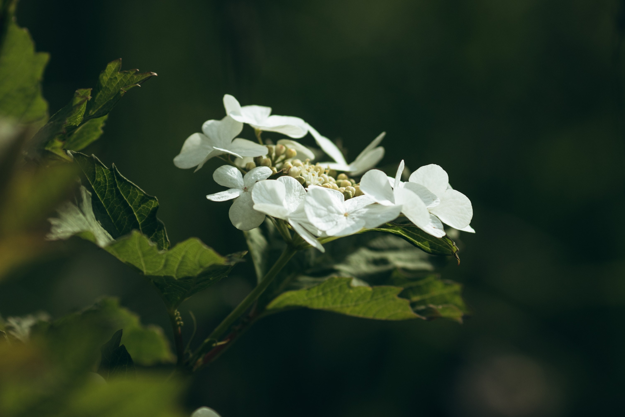 Природные пейзажи. Наталия Клевинскас портретный фотограф в Костроме