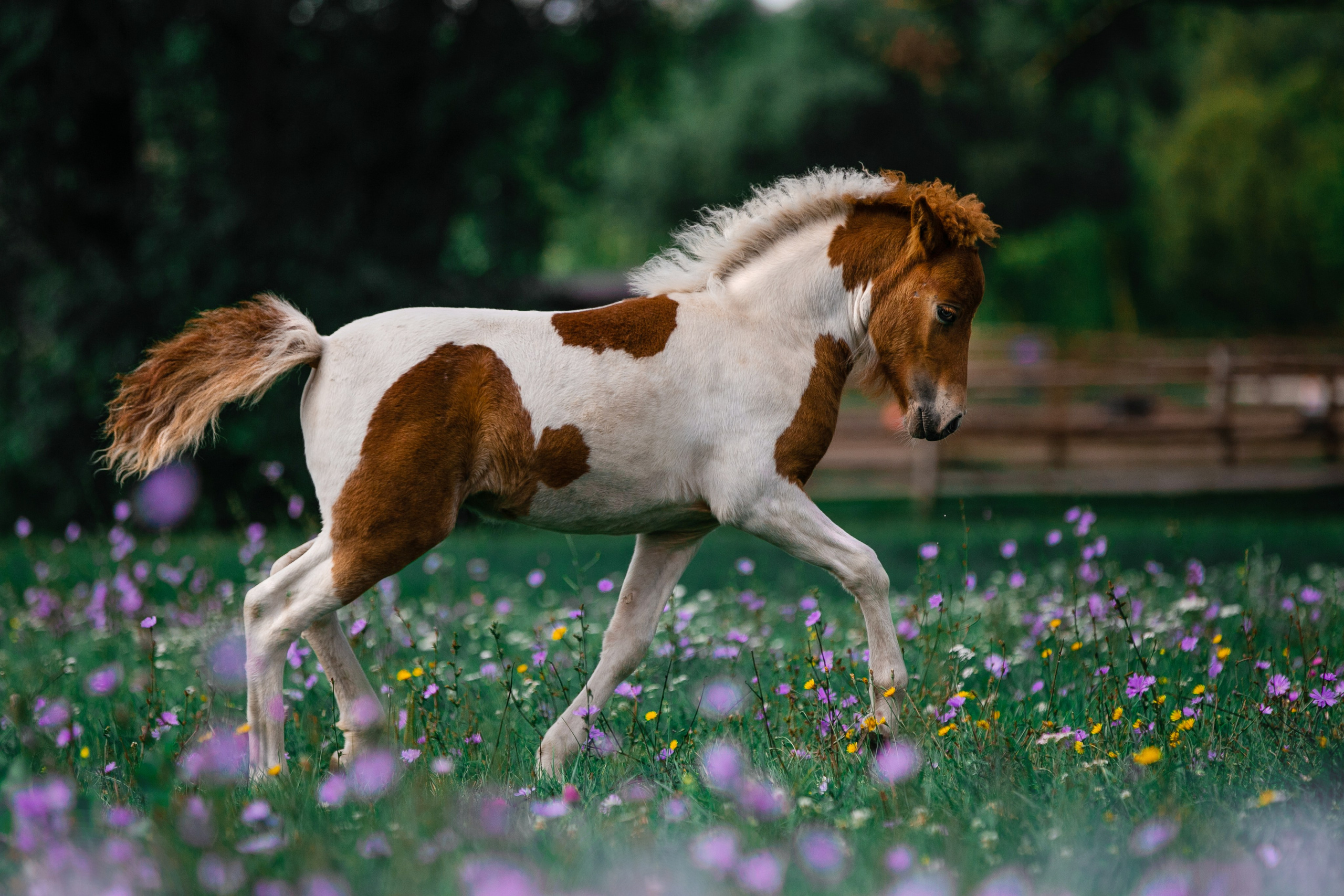 В движении. Фотограф-анималист Ксендзова Кристина