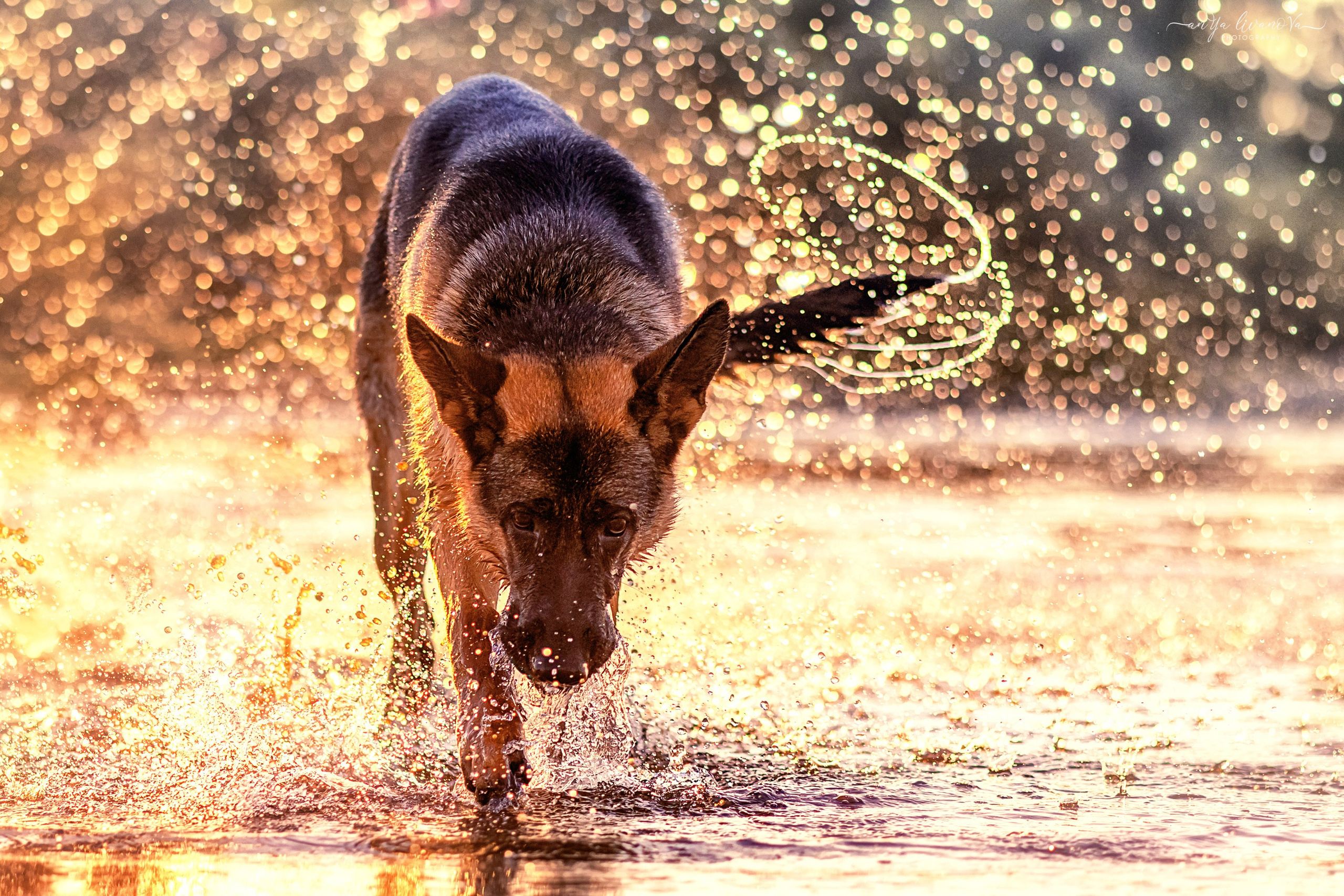 Прайд на море. Фотограф анималист Аня Ливанова | Рыбинск