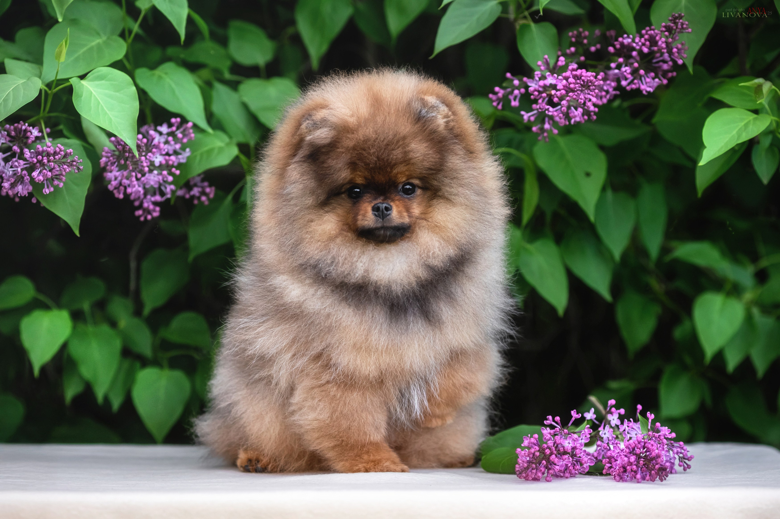 Шпицы. Фотограф анималист Аня Ливанова | Рыбинск