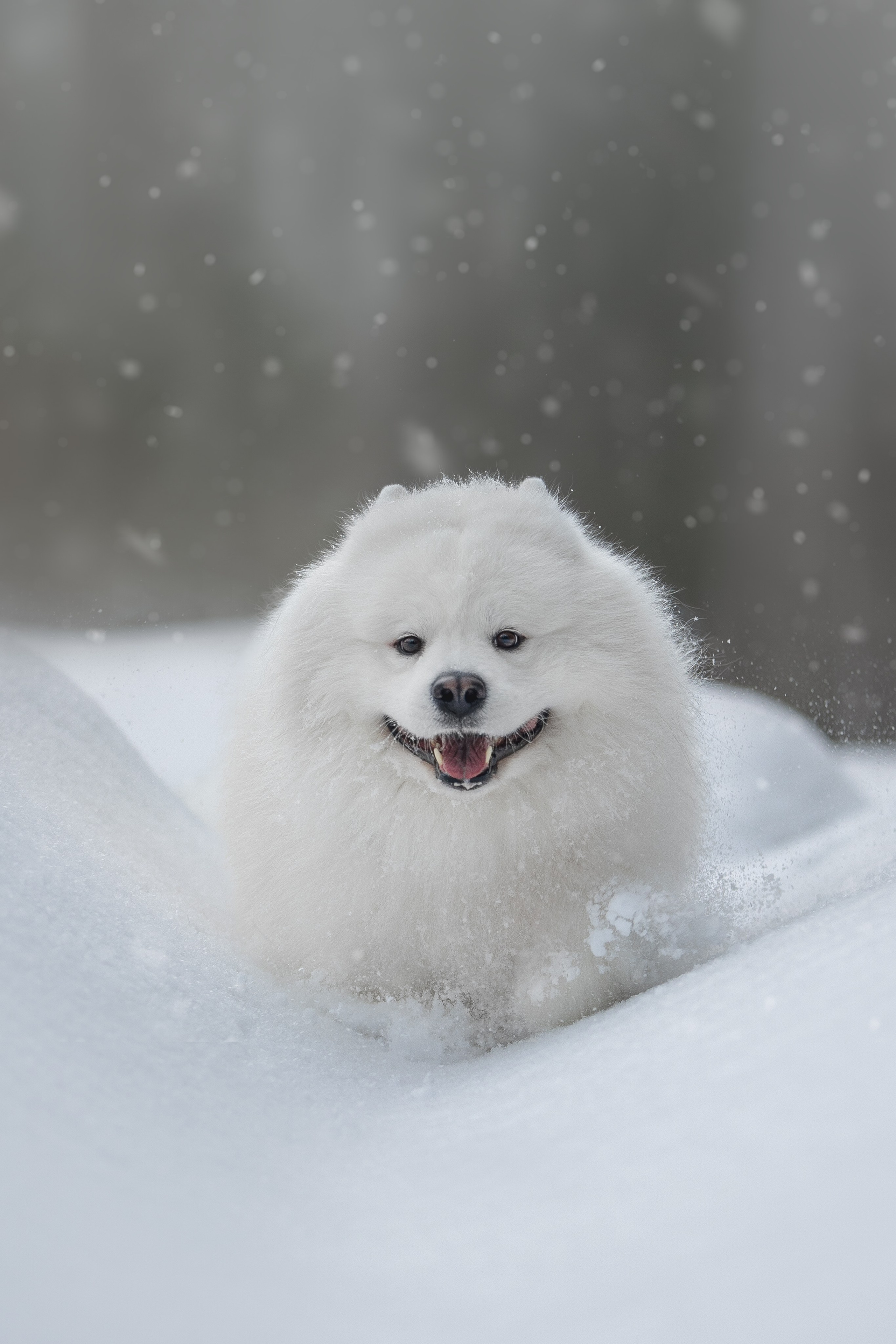 Самоедские мальчишки. Фотограф анималист в Москве Майорова Евгения