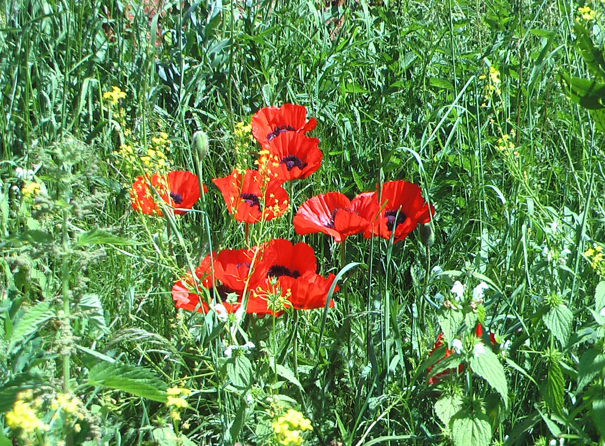 Армения. Главная