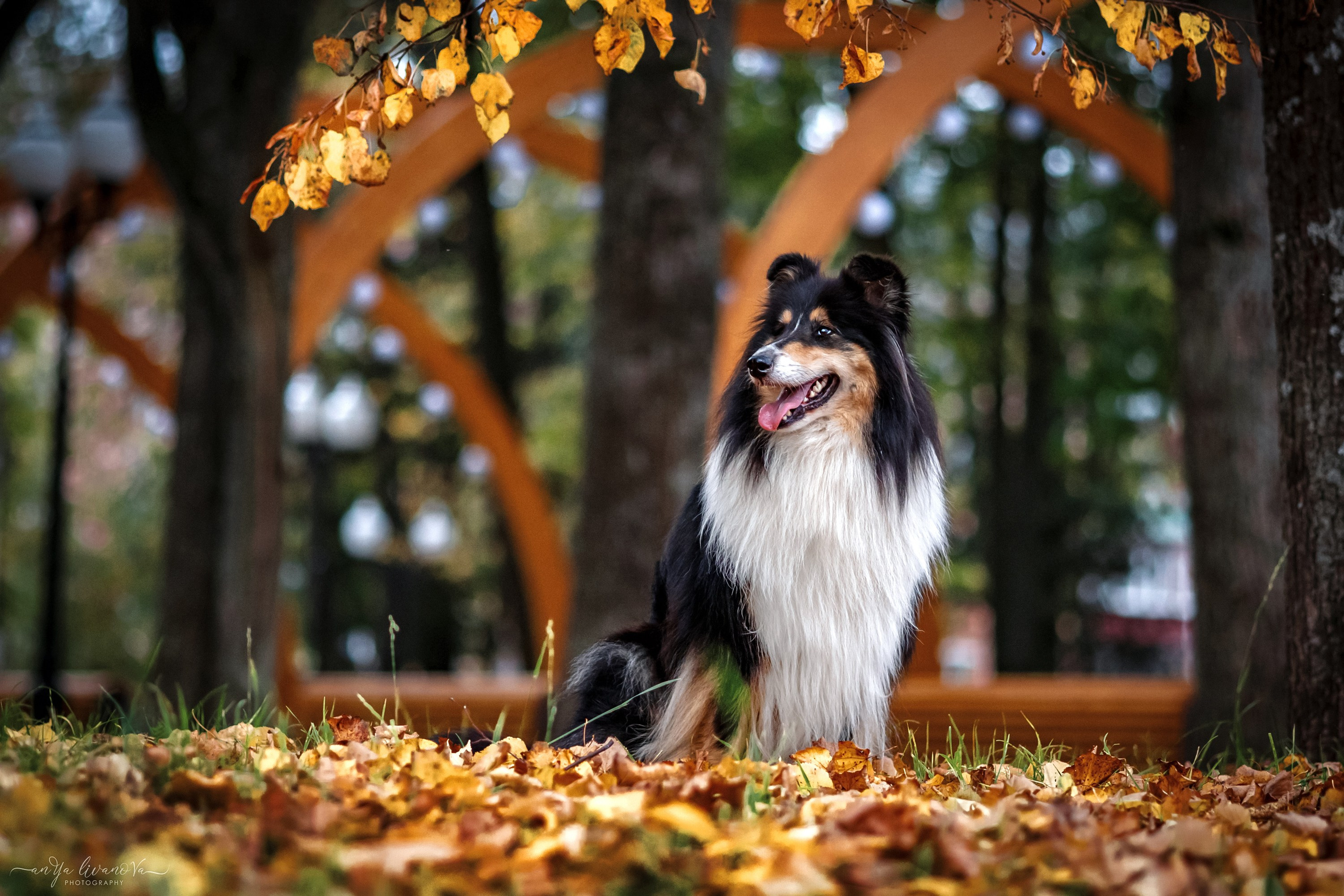 Оля и Вива. Фотограф анималист Аня Ливанова | Рыбинск