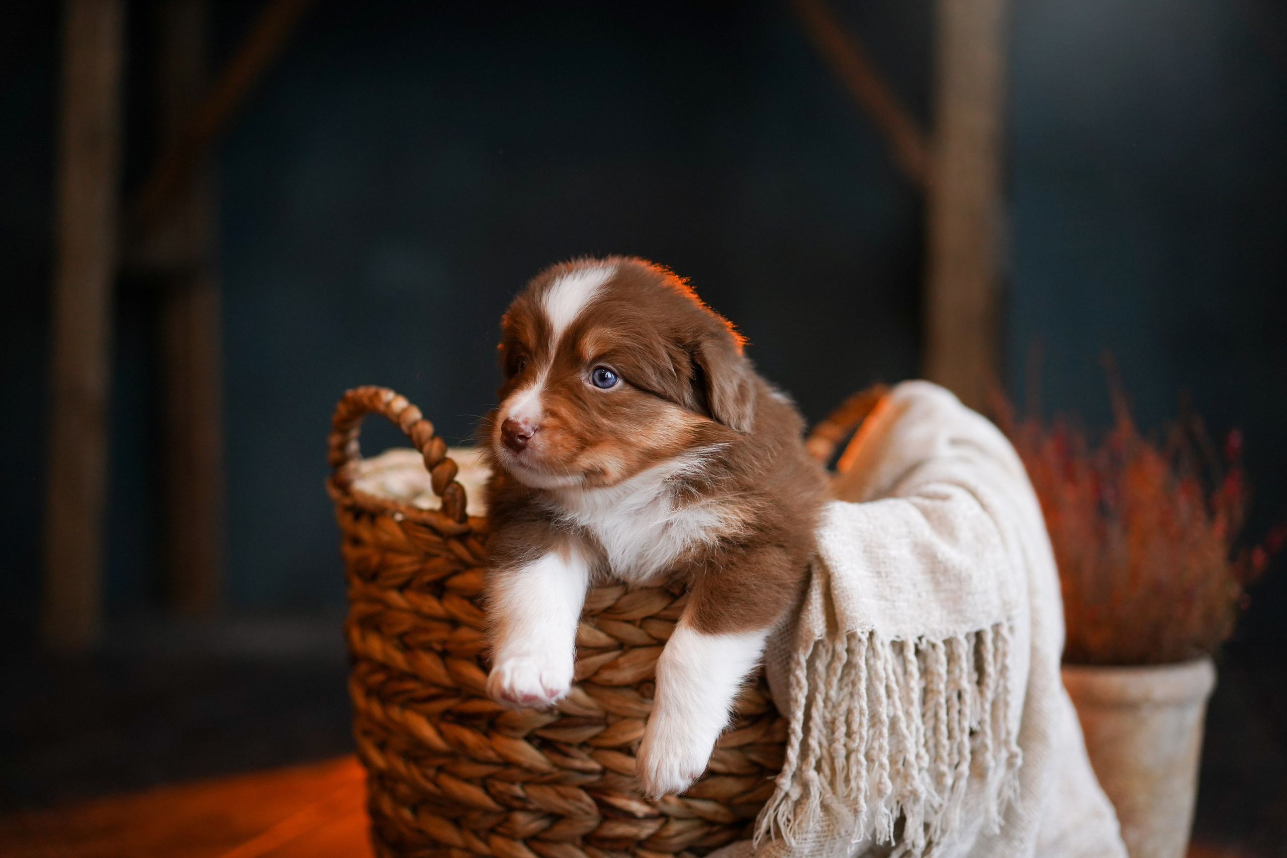 Щенки австралийской овчарки. Фотограф-анималист в Санкт-Петербурге Яна Мартынова