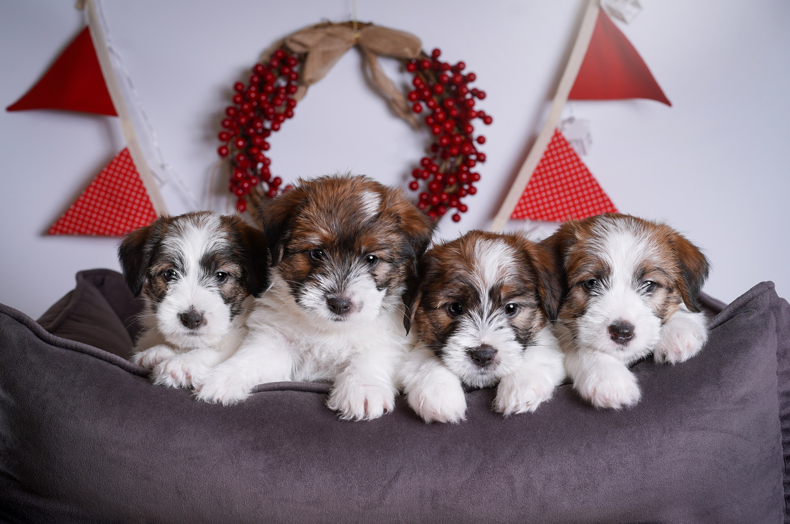 Щенки джек-рассела. Фотограф-анималист в Санкт-Петербурге Яна Мартынова