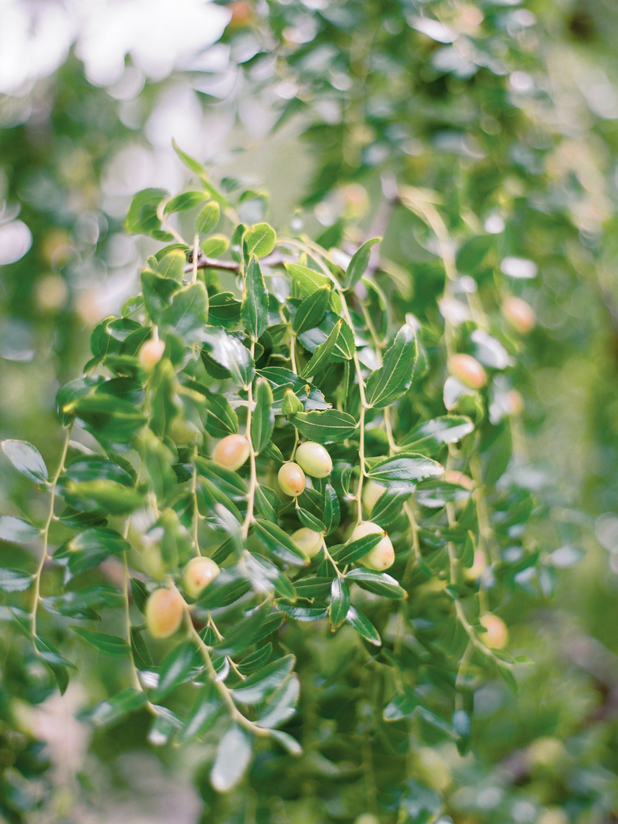 Свадьба в Черногории. Изящная фотография | Ксения Милушкина