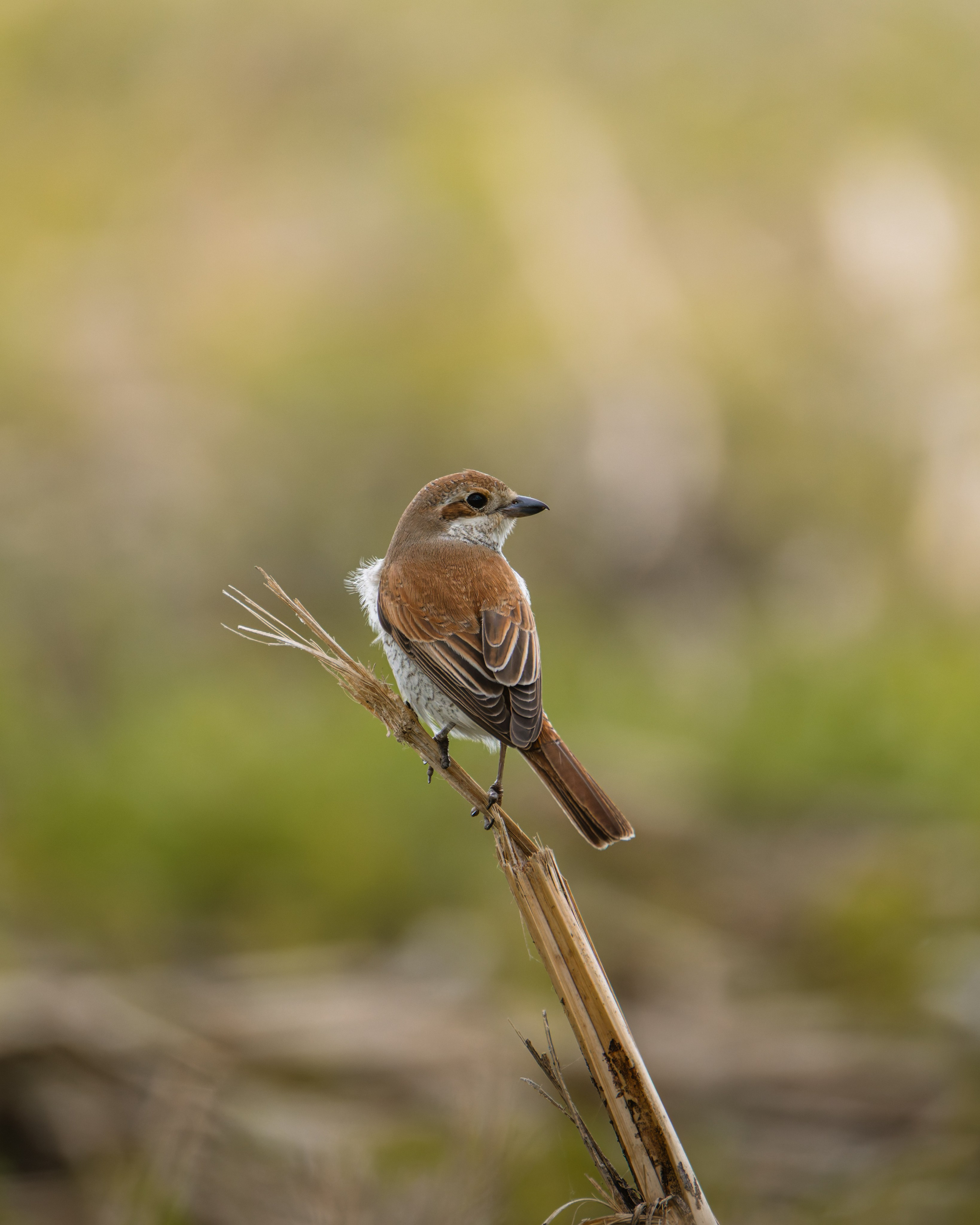 Voronezh 2026. Anton Chernov | Wildlife photographer