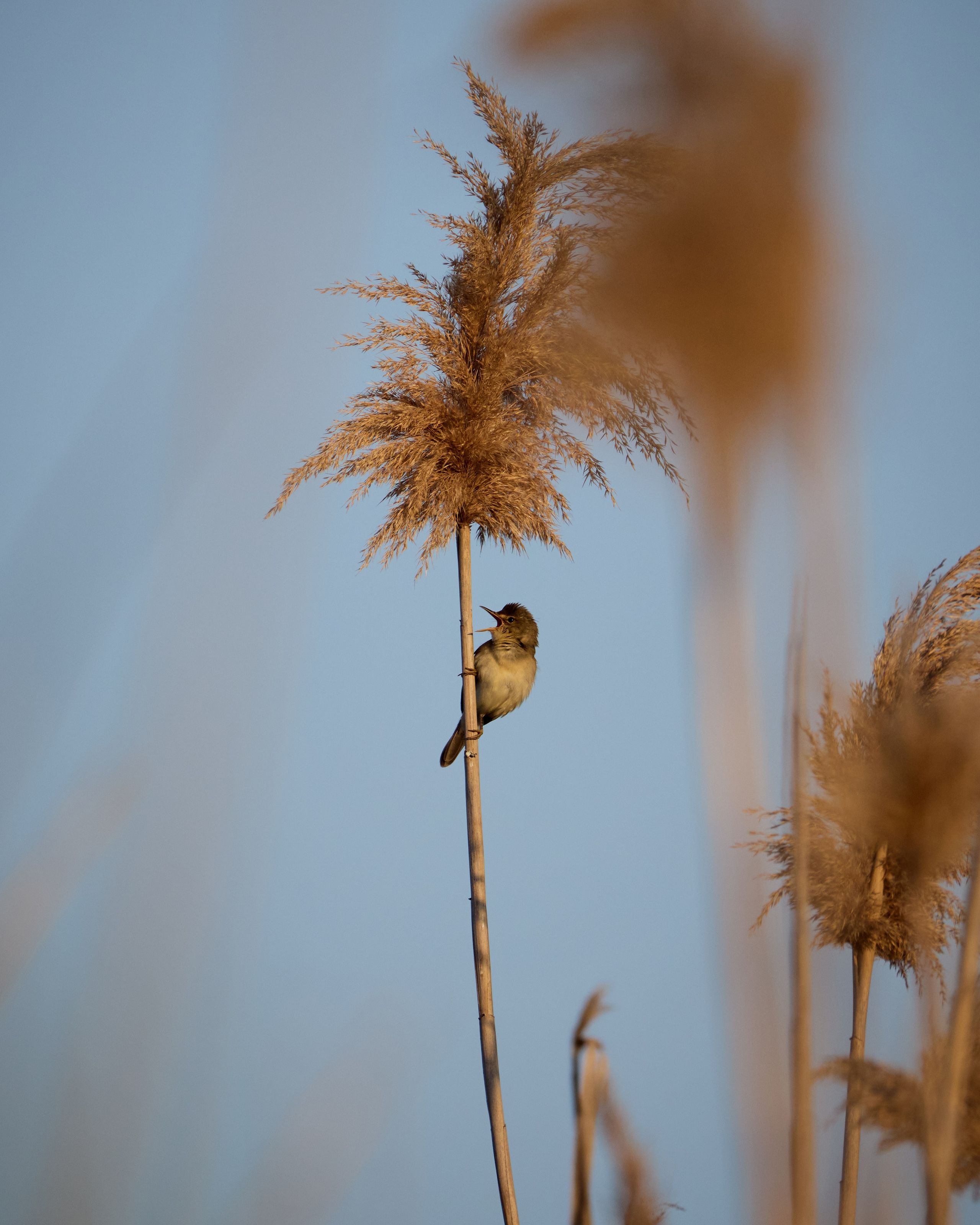 Voronezh 2026. Anton Chernov | Wildlife photographer