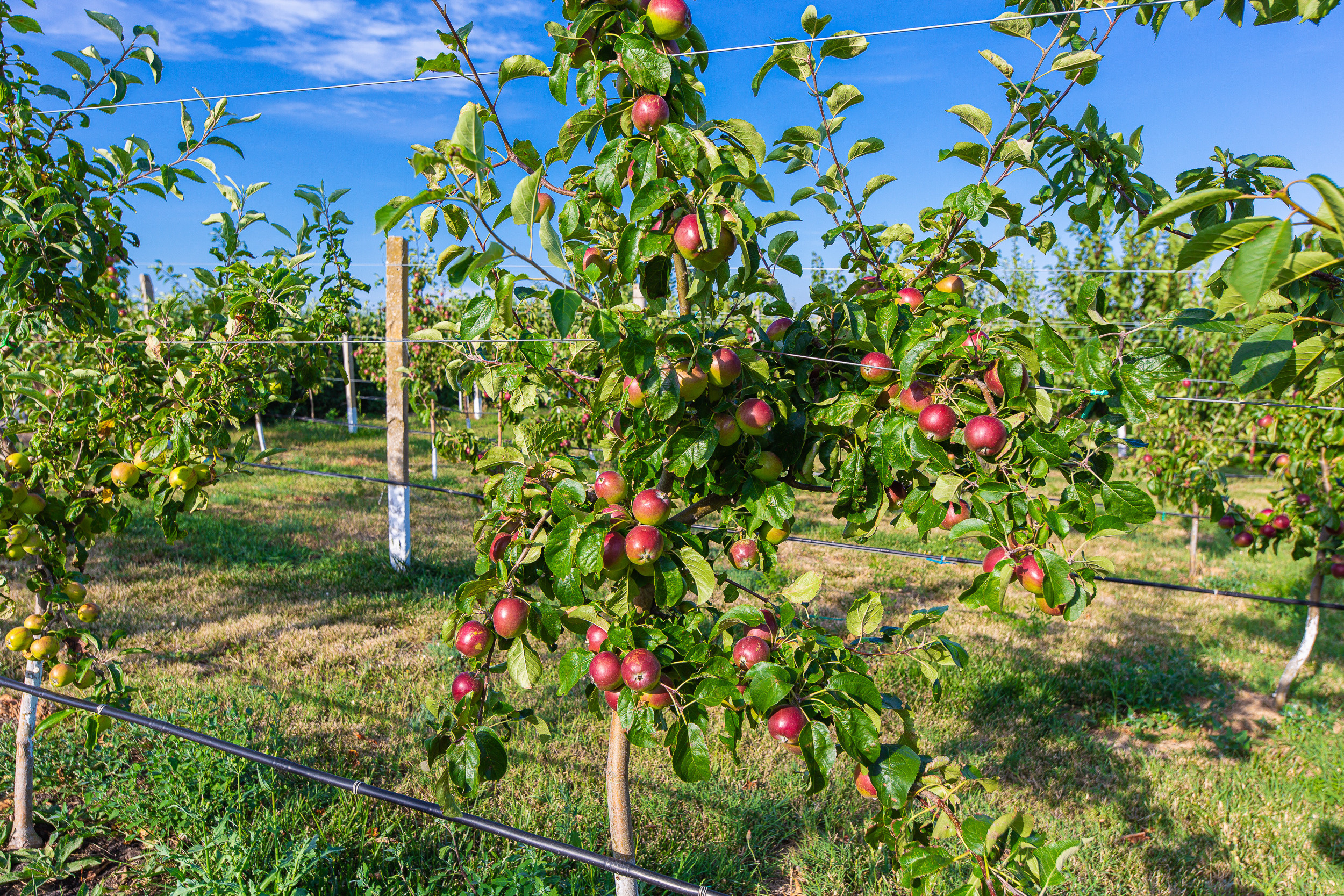 Renatphoto-Коммерческая фотосъёмка номерного фонда в отеле. Профессиональная фотосъёмка интерьеров, предметная фотосессия еды для меню г. Анапа