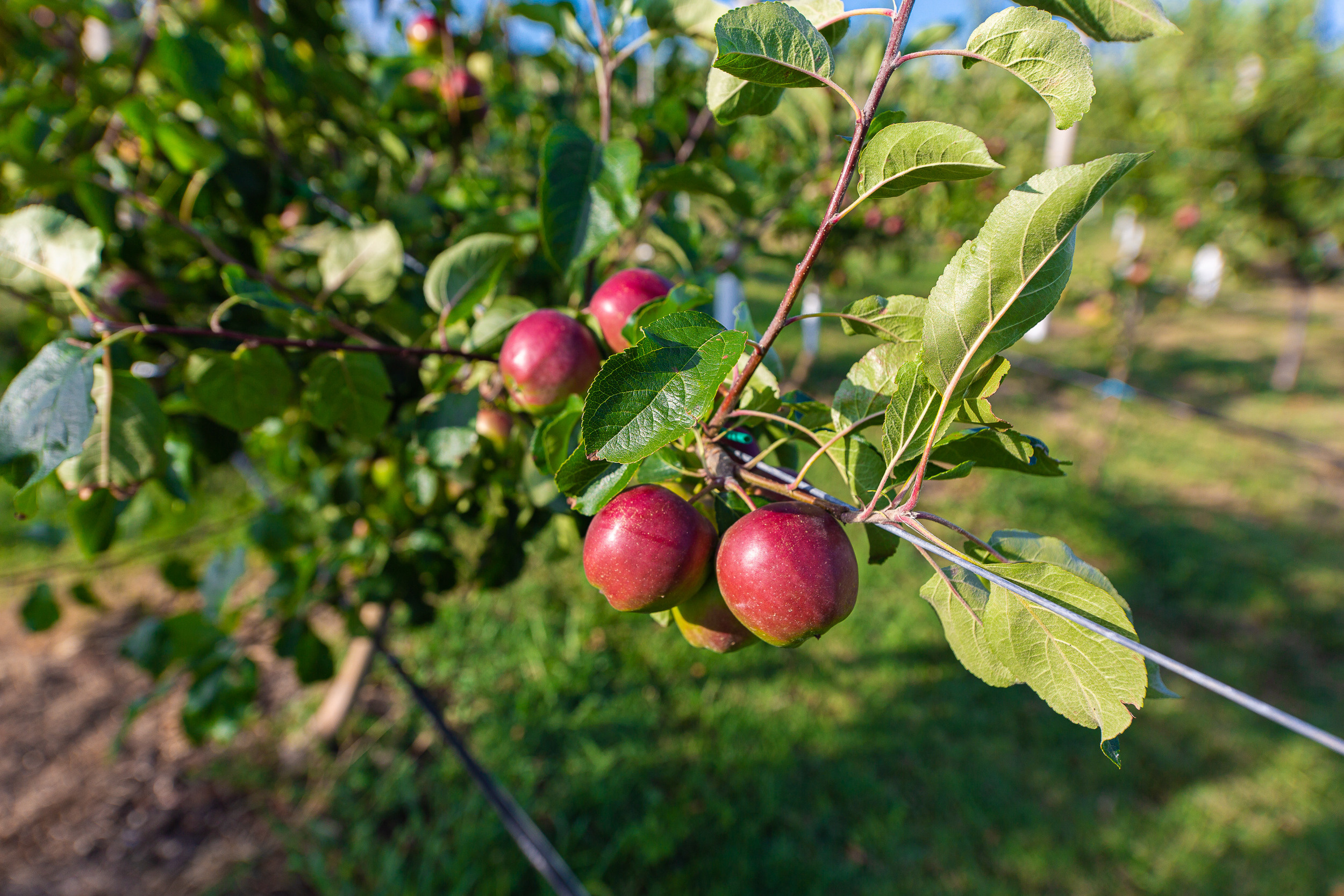 Renatphoto-Коммерческая фотосъёмка номерного фонда в отеле. Профессиональная фотосъёмка интерьеров, предметная фотосессия еды для меню г. Анапа