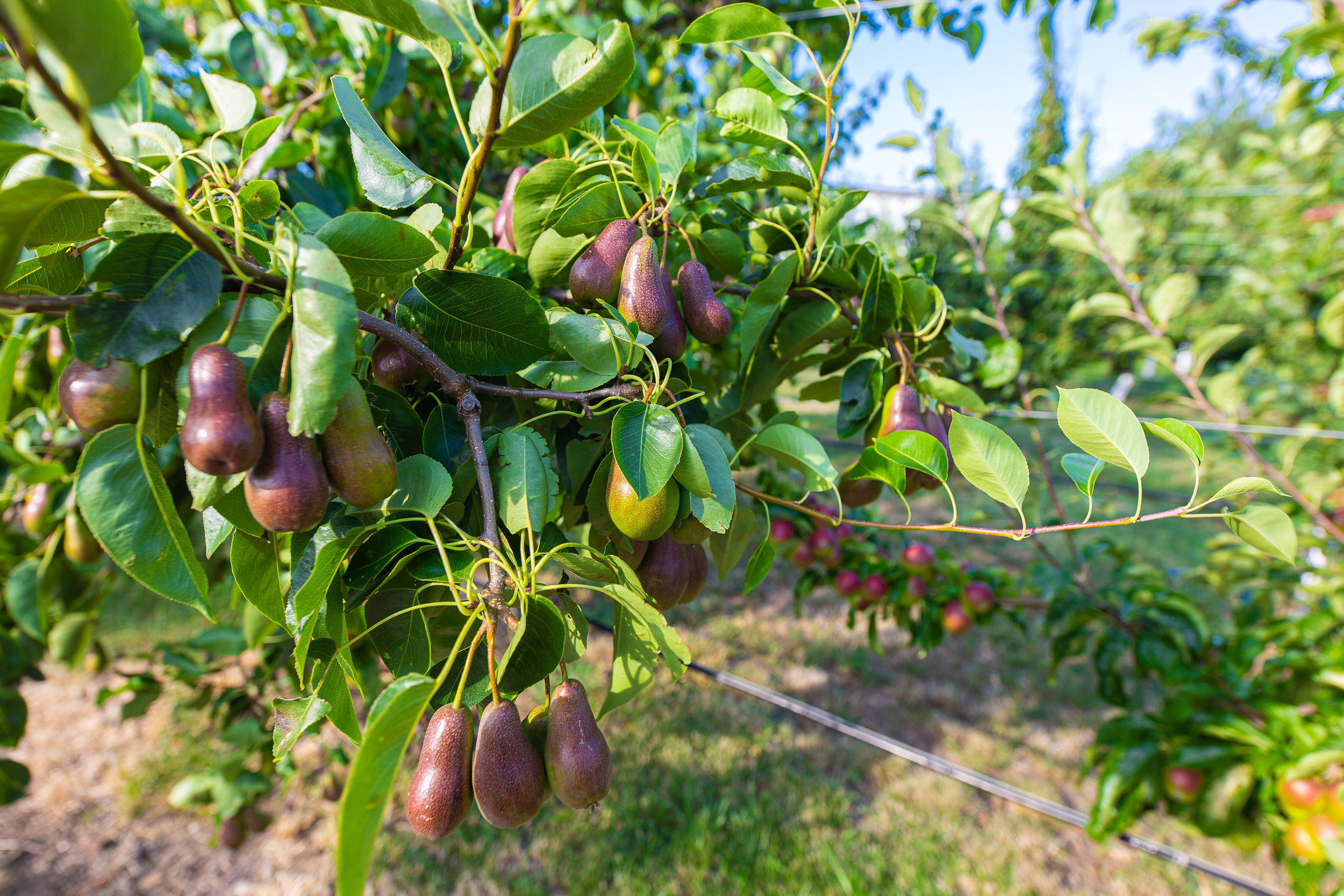 Renatphoto-Коммерческая фотосъёмка номерного фонда в отеле. Профессиональная фотосъёмка интерьеров, предметная фотосессия еды для меню г. Анапа