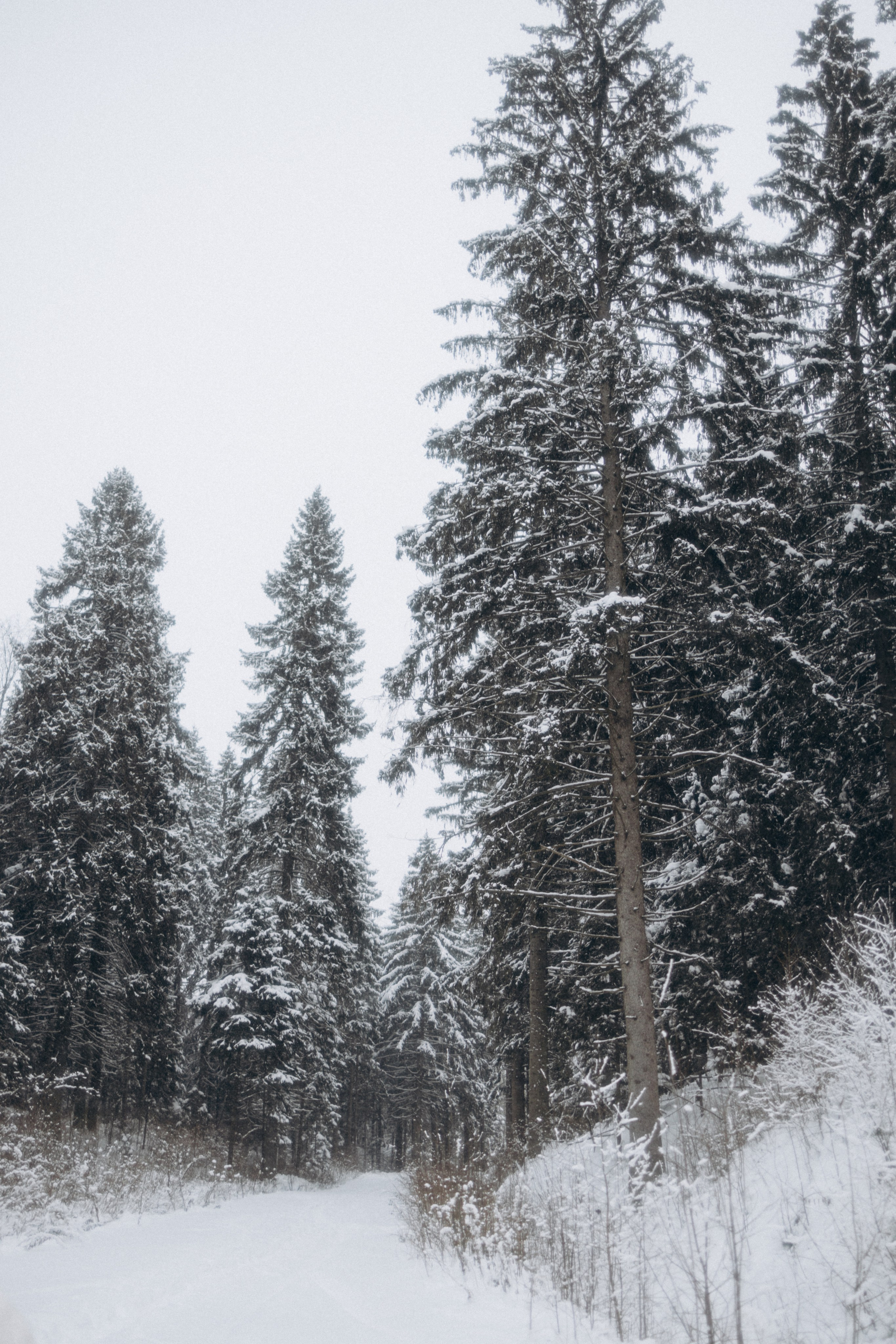 Снегурочка. Фотограф Валерия Ковпак. Москва. Химки. Куркино