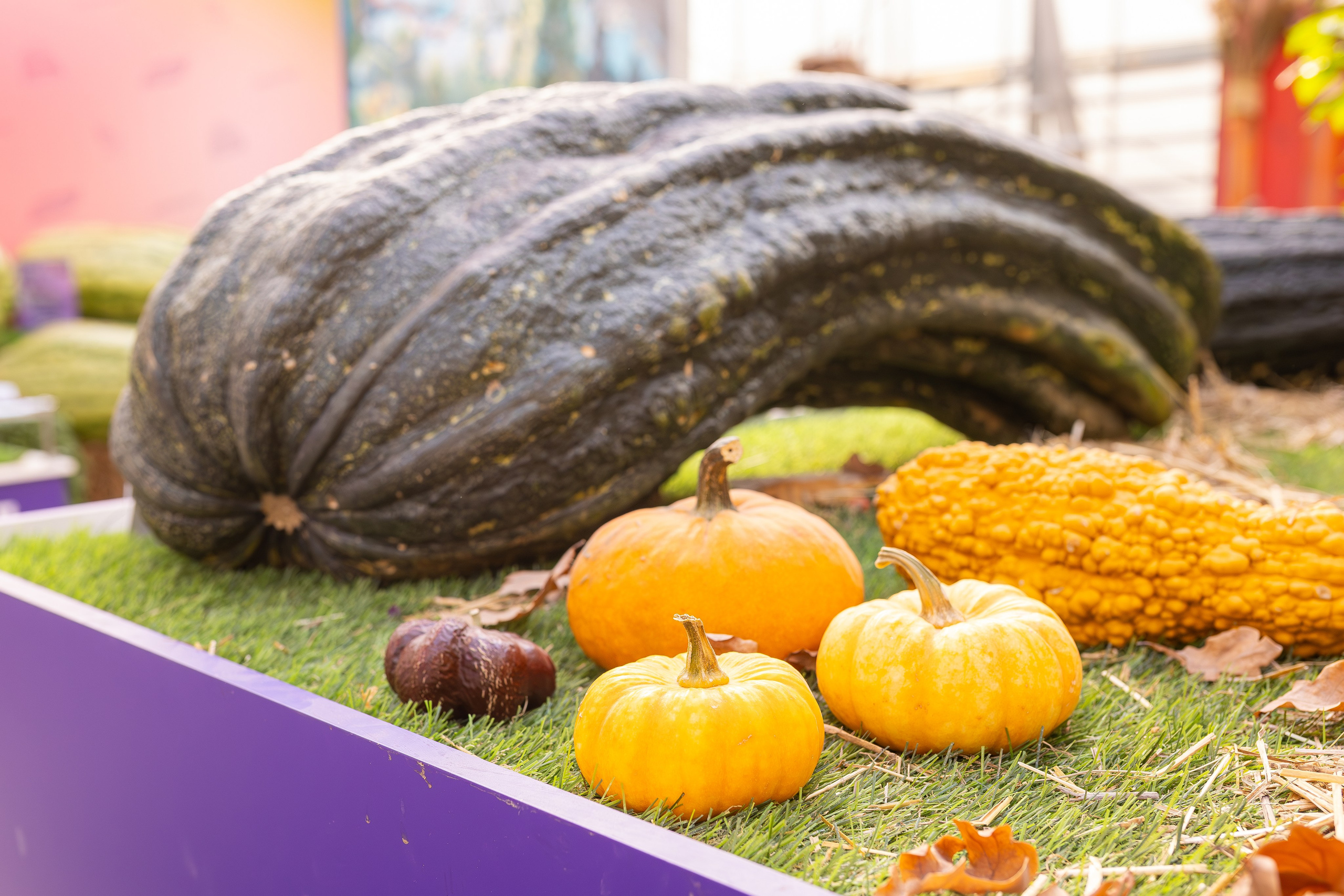 Овощи-гиганты. Александра Куликова фотограф, Москва