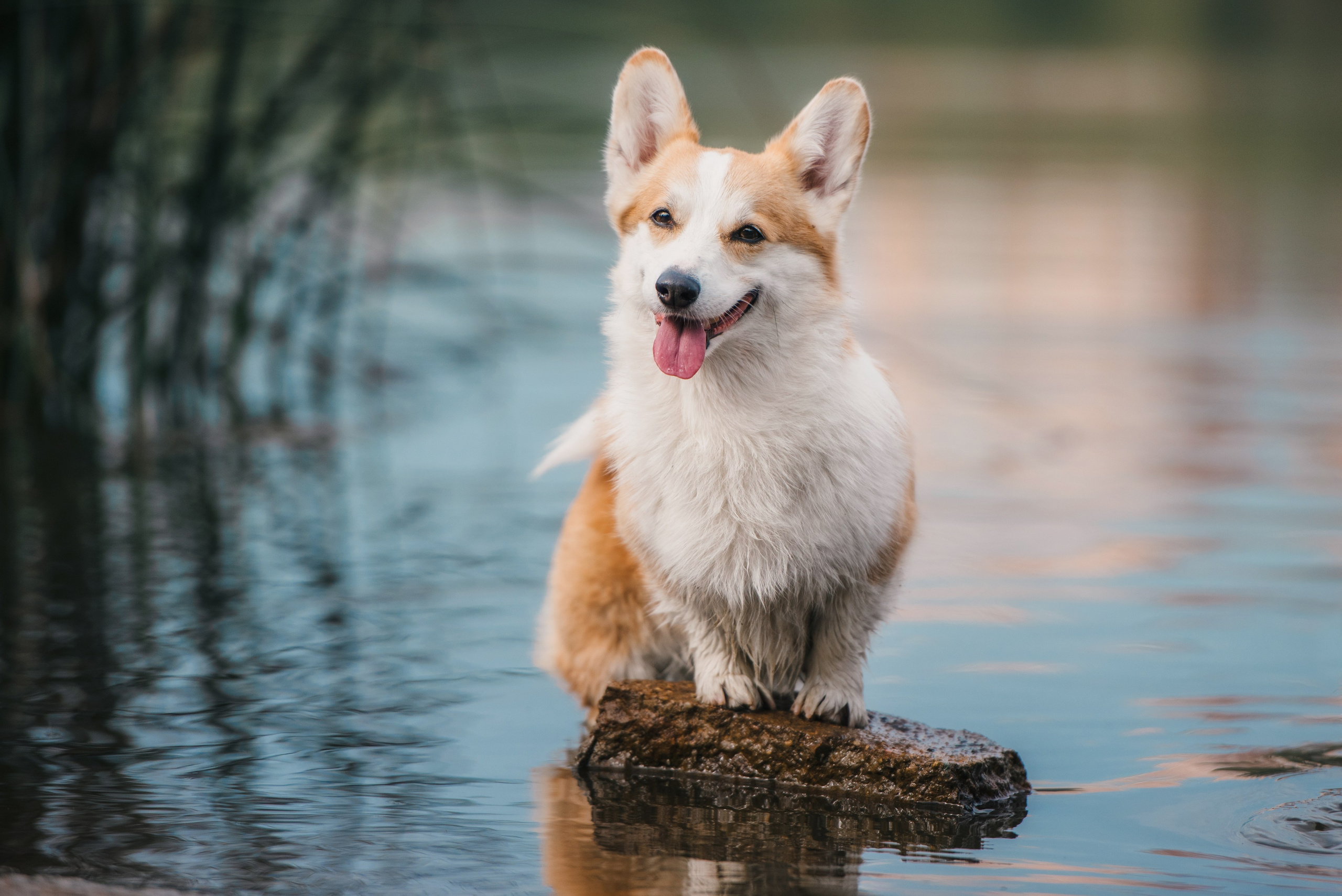 вельш корги пемброк