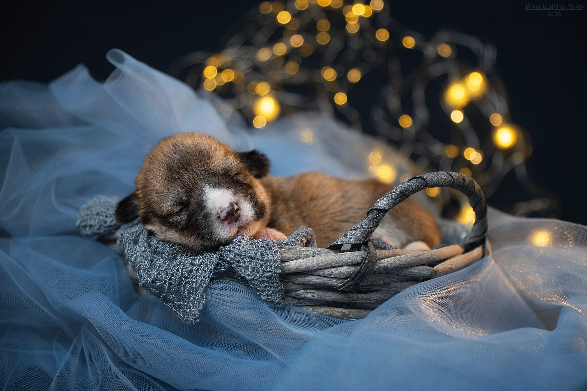 Ньюборн фотосессия щенков. Фотограф собак в Москве и Московской области Иванушкина Мария