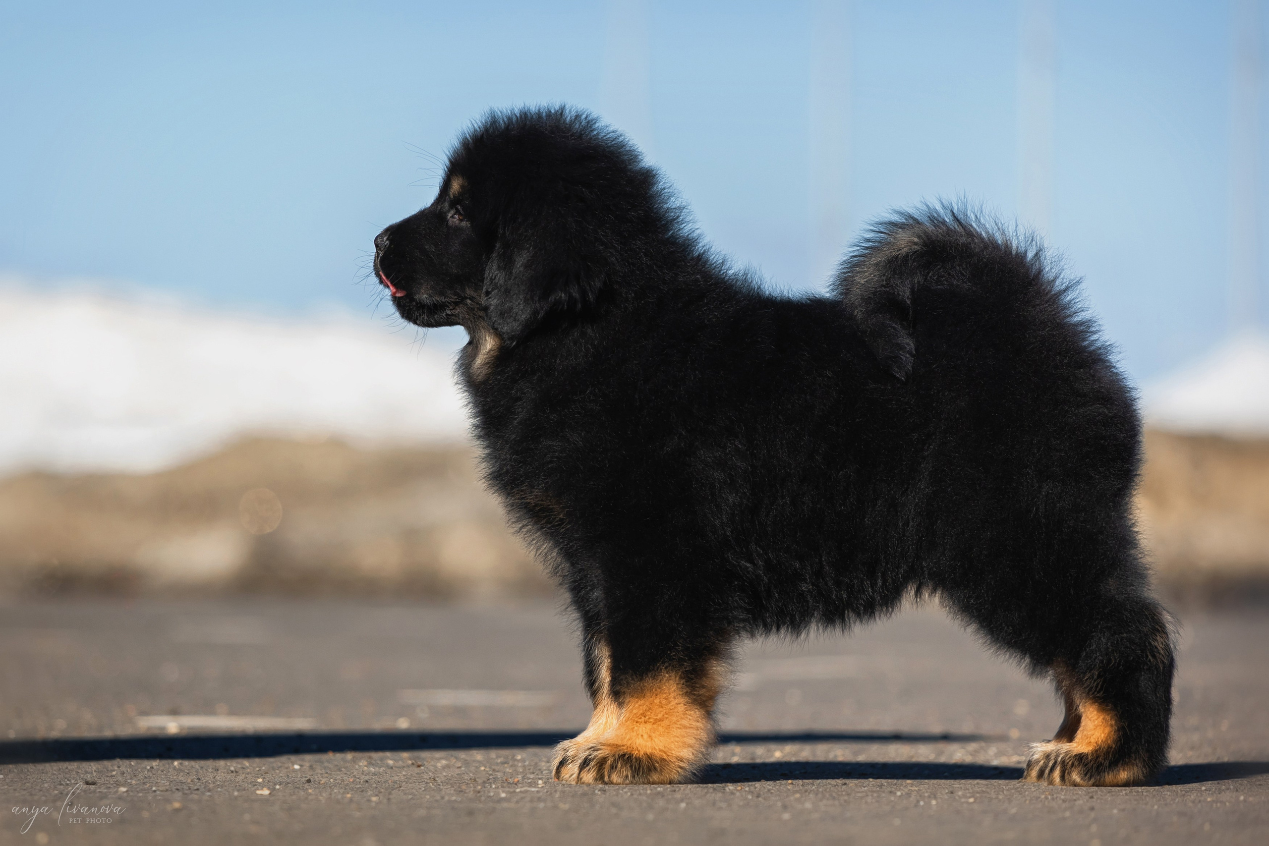 Тибеты. Фотограф анималист Аня Ливанова | Рыбинск