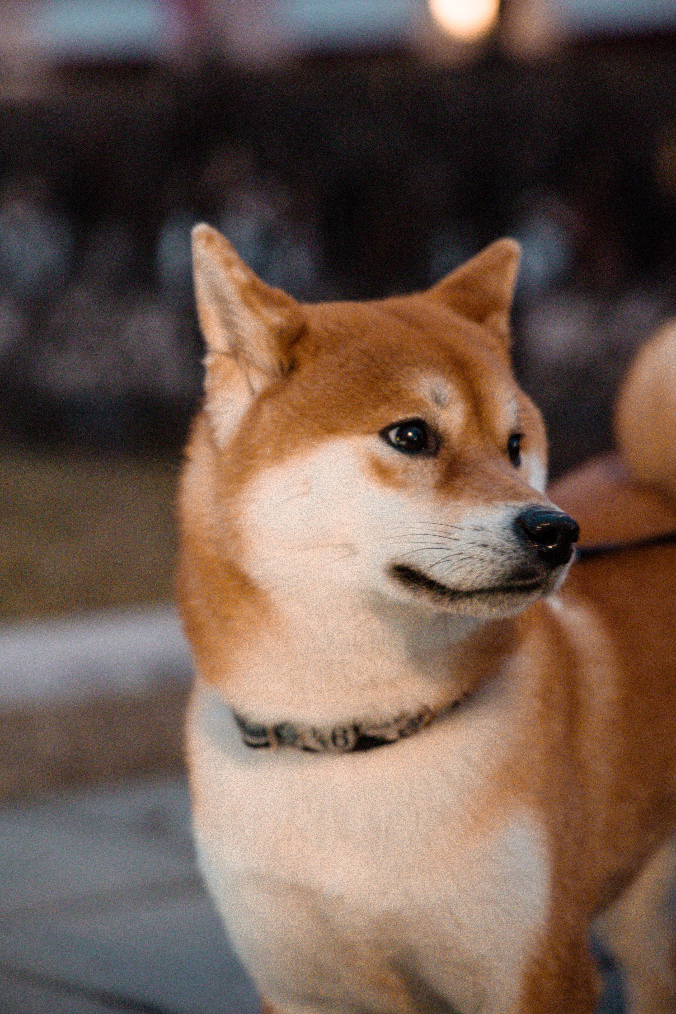 Сиба-ину. Фотограф для маркетплейсов, фотоуслуги в Жуковском Татьяна Марсуверских