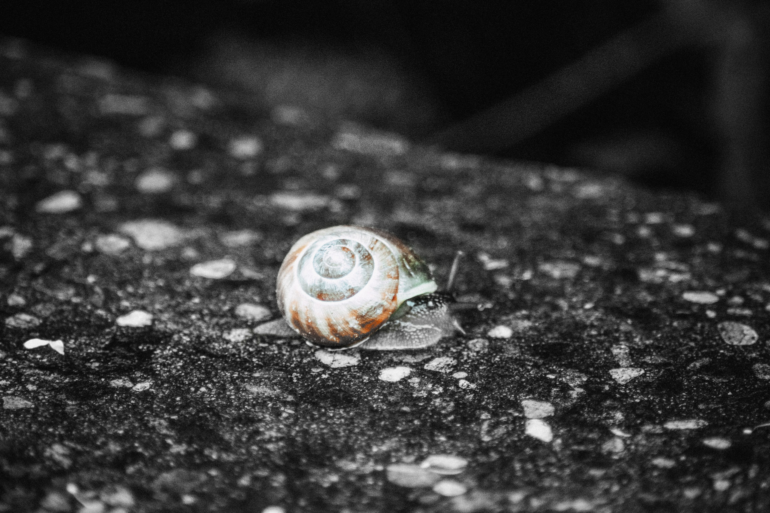 О Д И Н — Ц В Е Т. — Digital Noise —