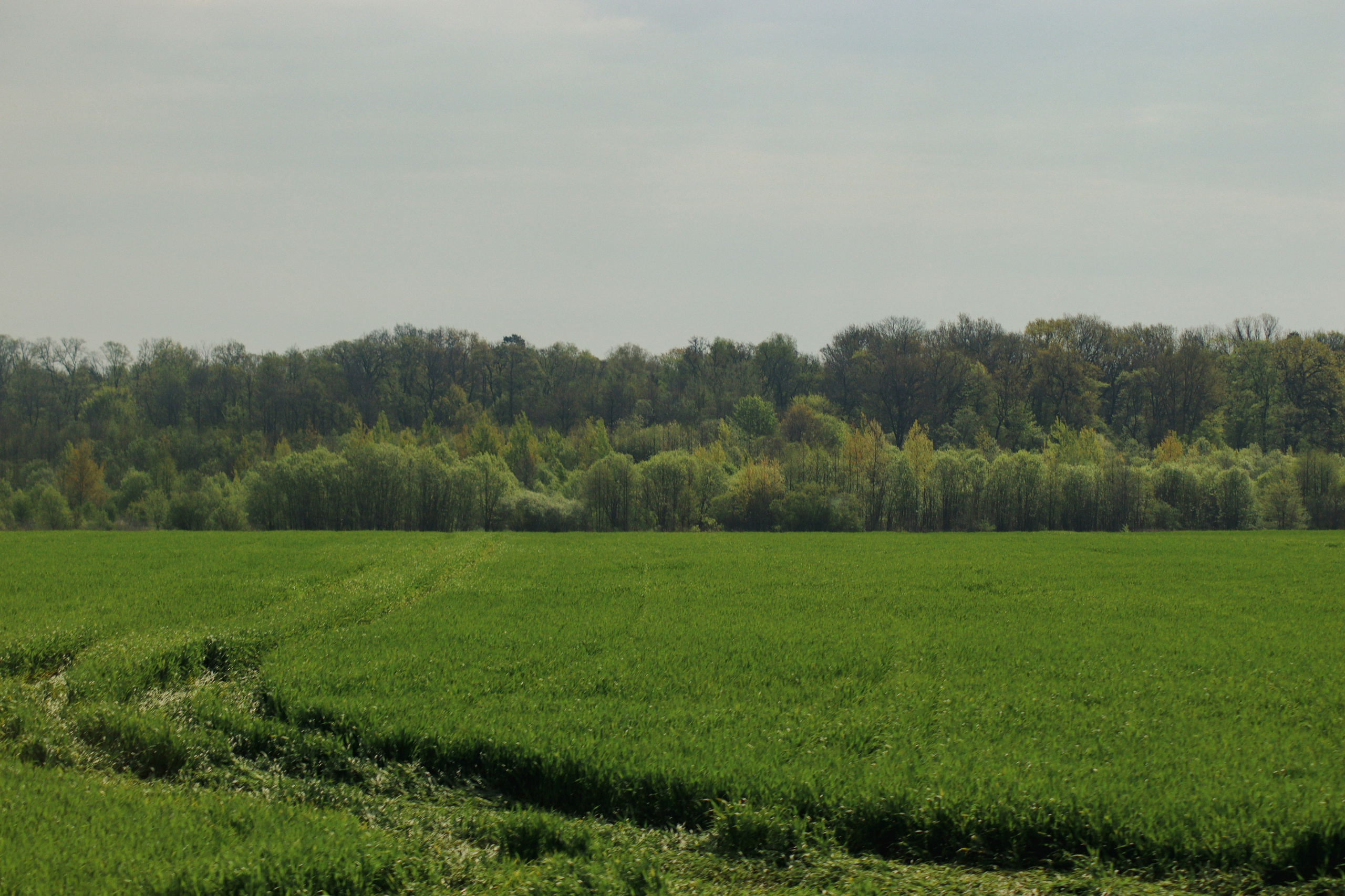 П Е Й З А Ж Н Ы Е. — Digital Noise —