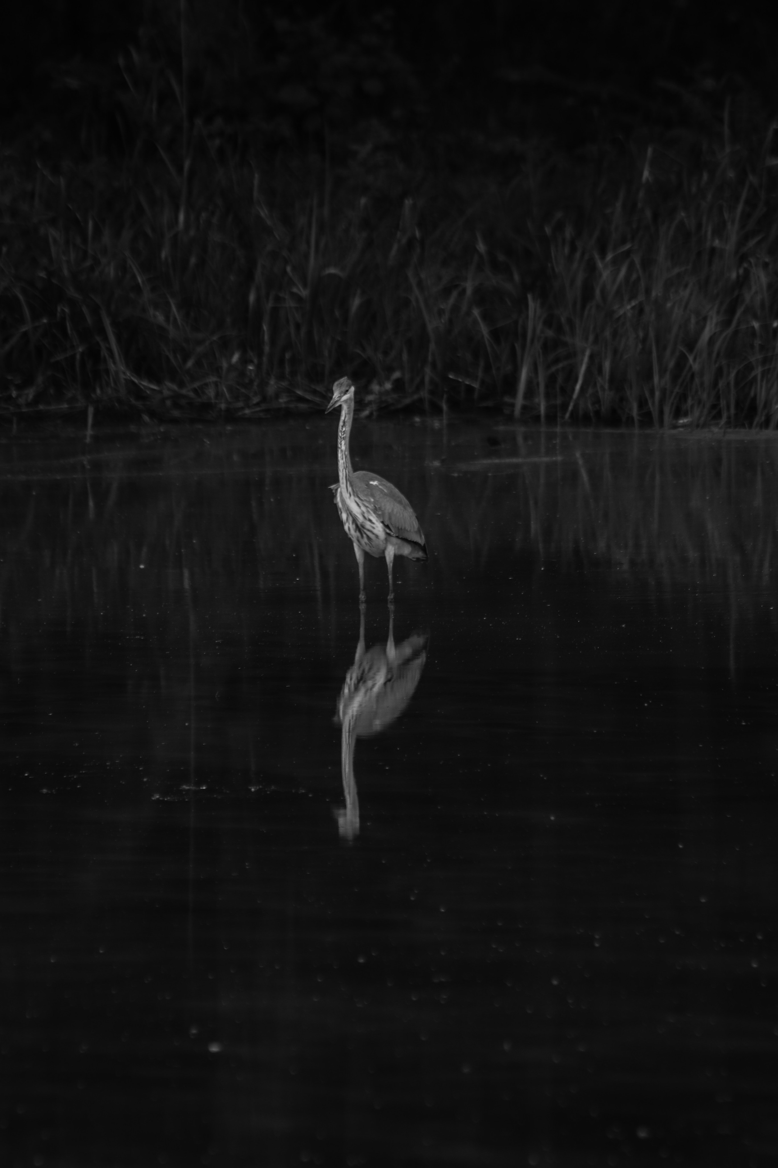 Ч \ Б. — Digital Noise —