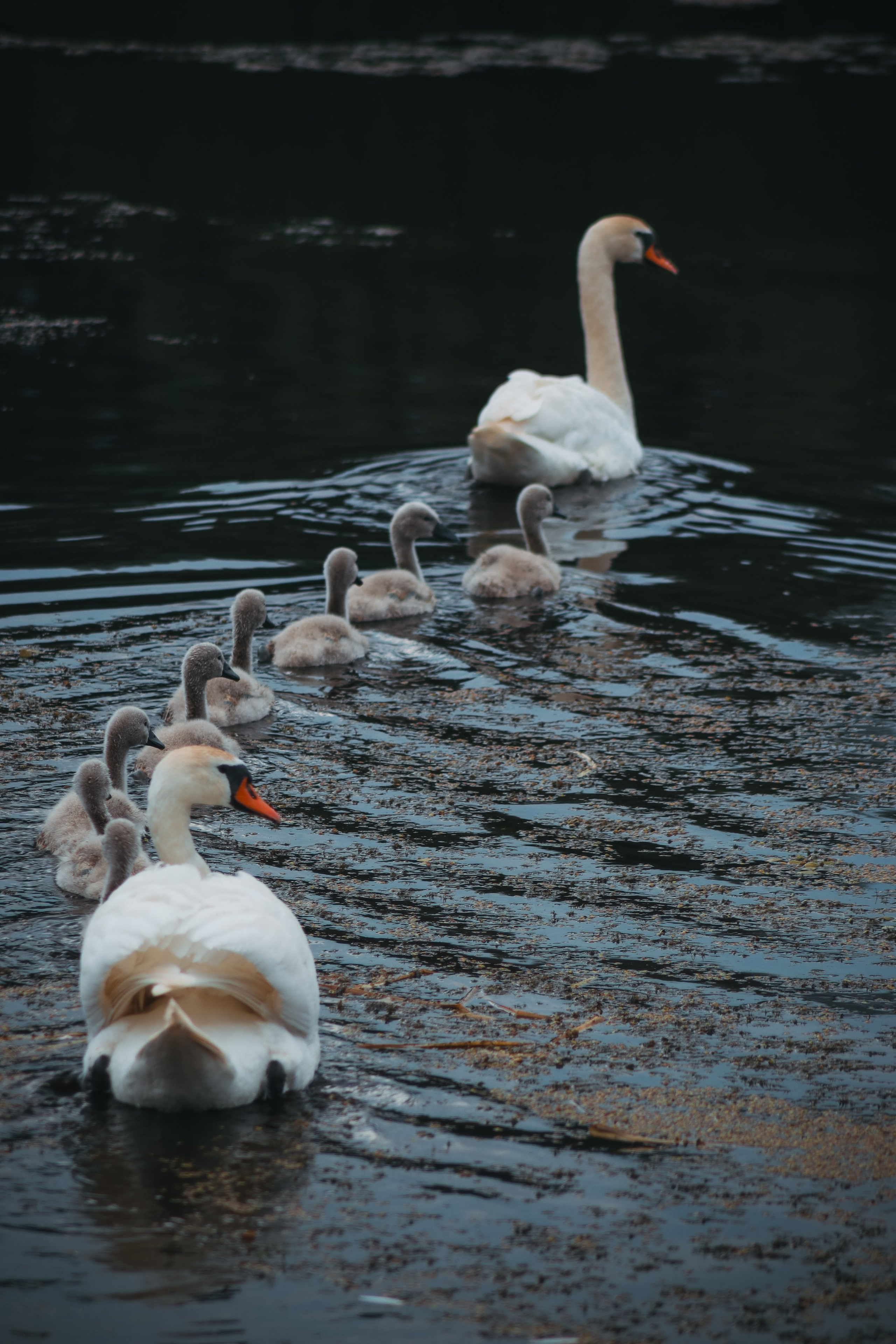 Р А З Н А Я — Ж И В Н О С Т Ь. — Digital Noise —