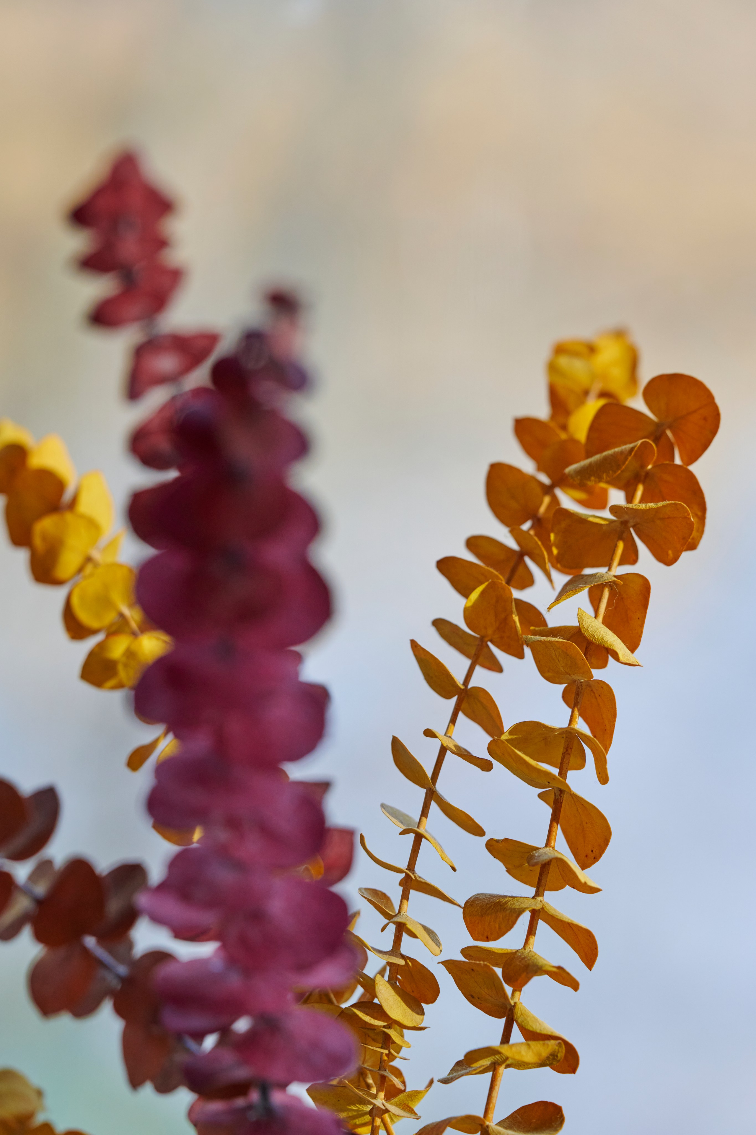 Пурпурное соцветие крупным планом, мягкое боке на фоне.