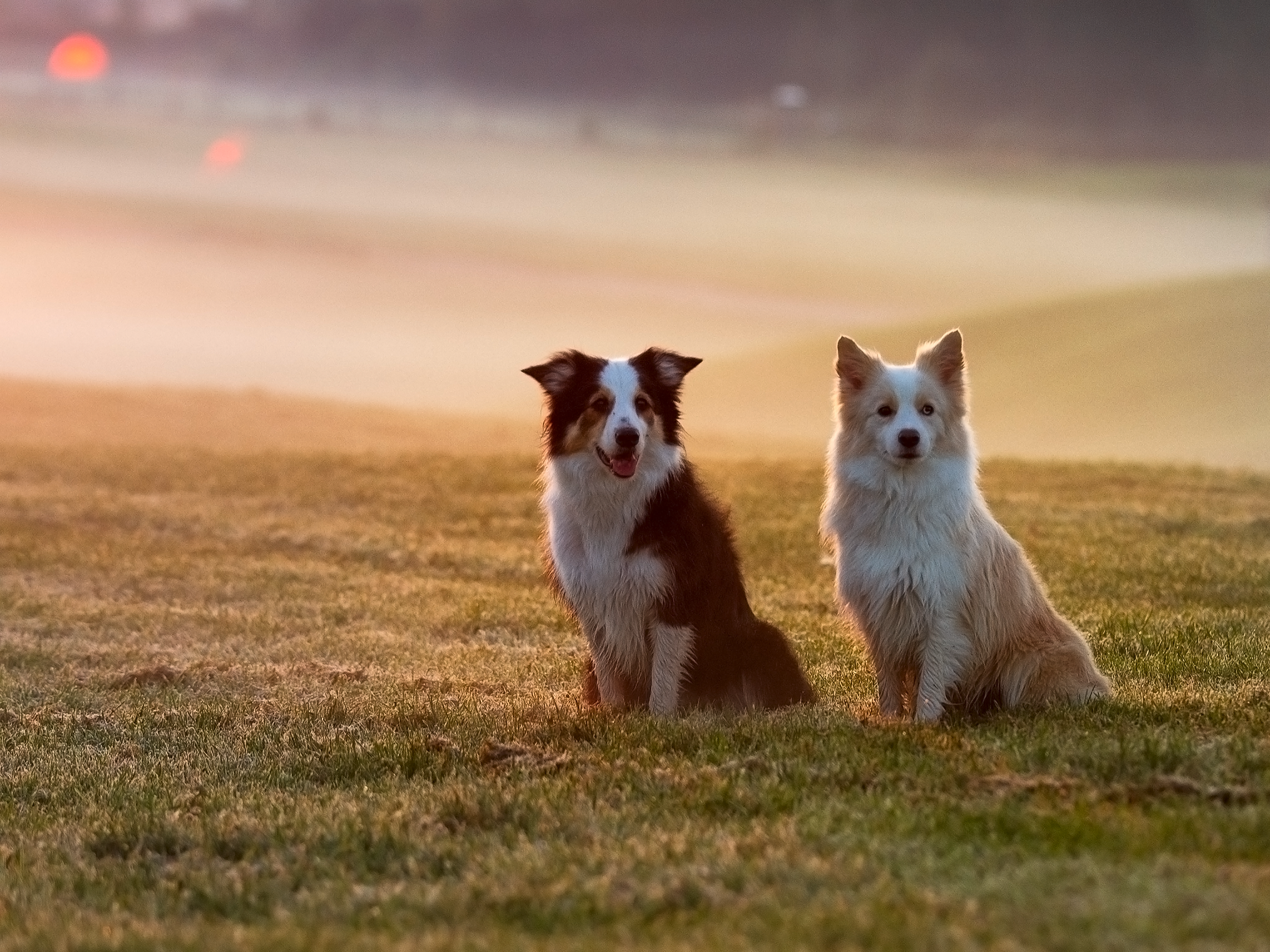 Собаки. Фотограф-анималист в Москве и МО Самойлова Марина
