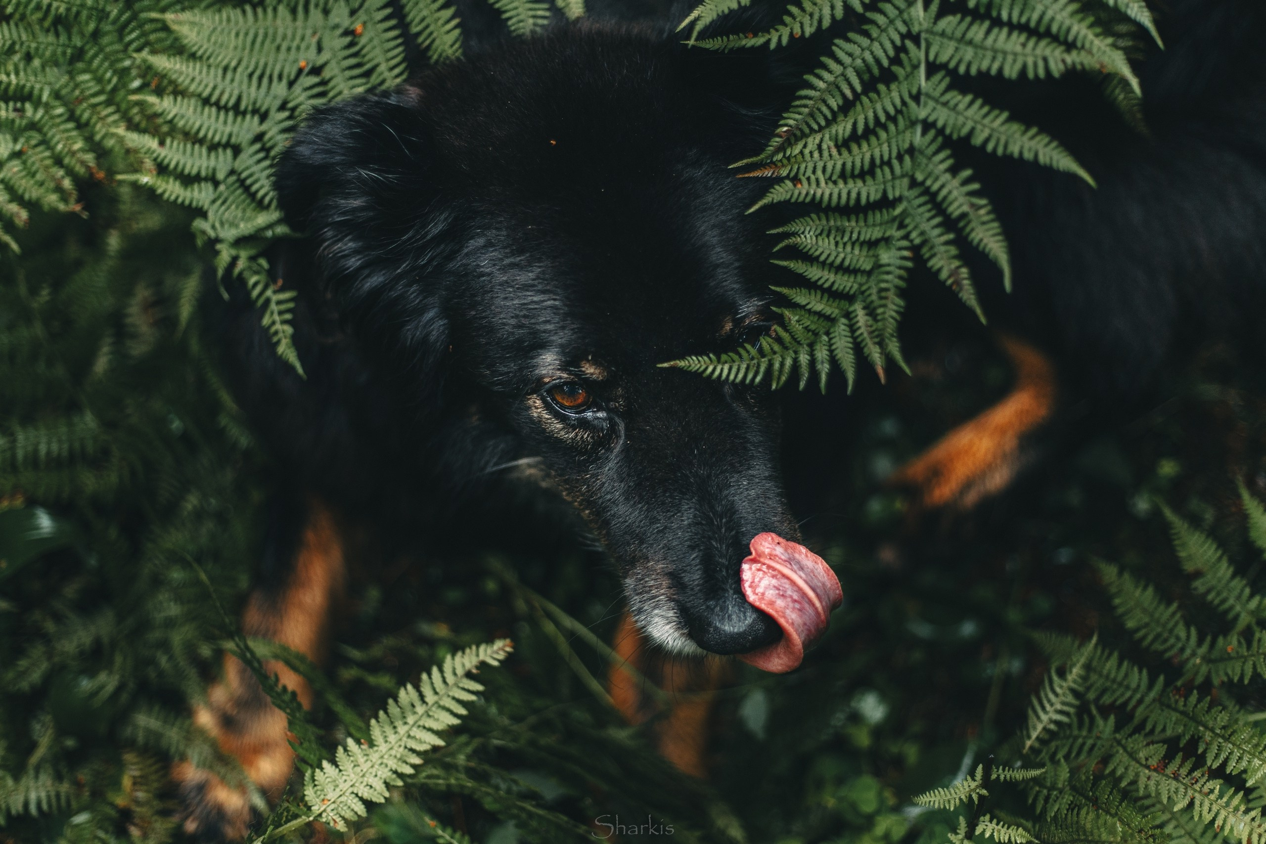 Лиза и Чарли. Главная