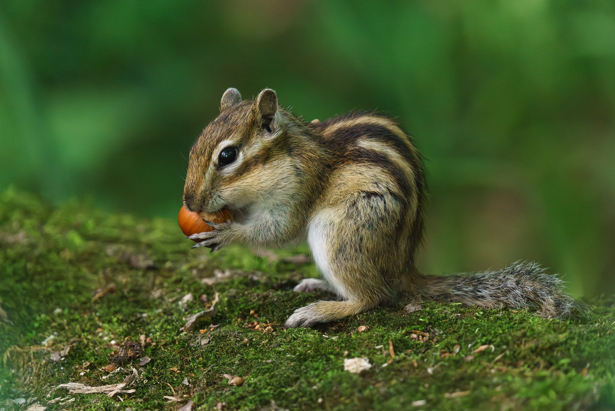 Животные. Ваш личный фотограф Марина Волкова