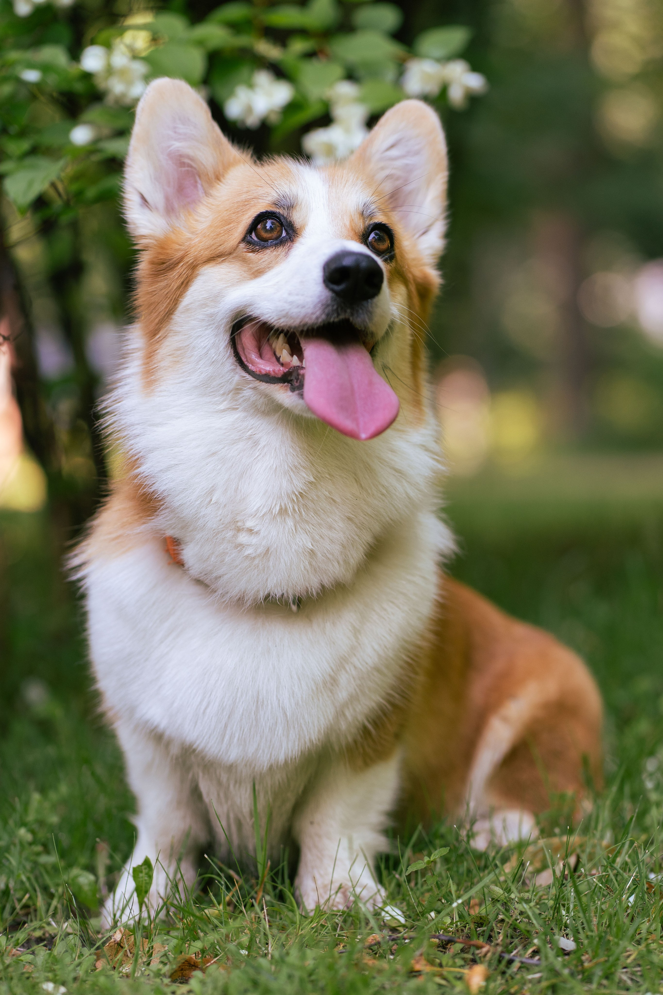 Ольга и коржики. Свадебный фотограф в Москве Анна Полушина