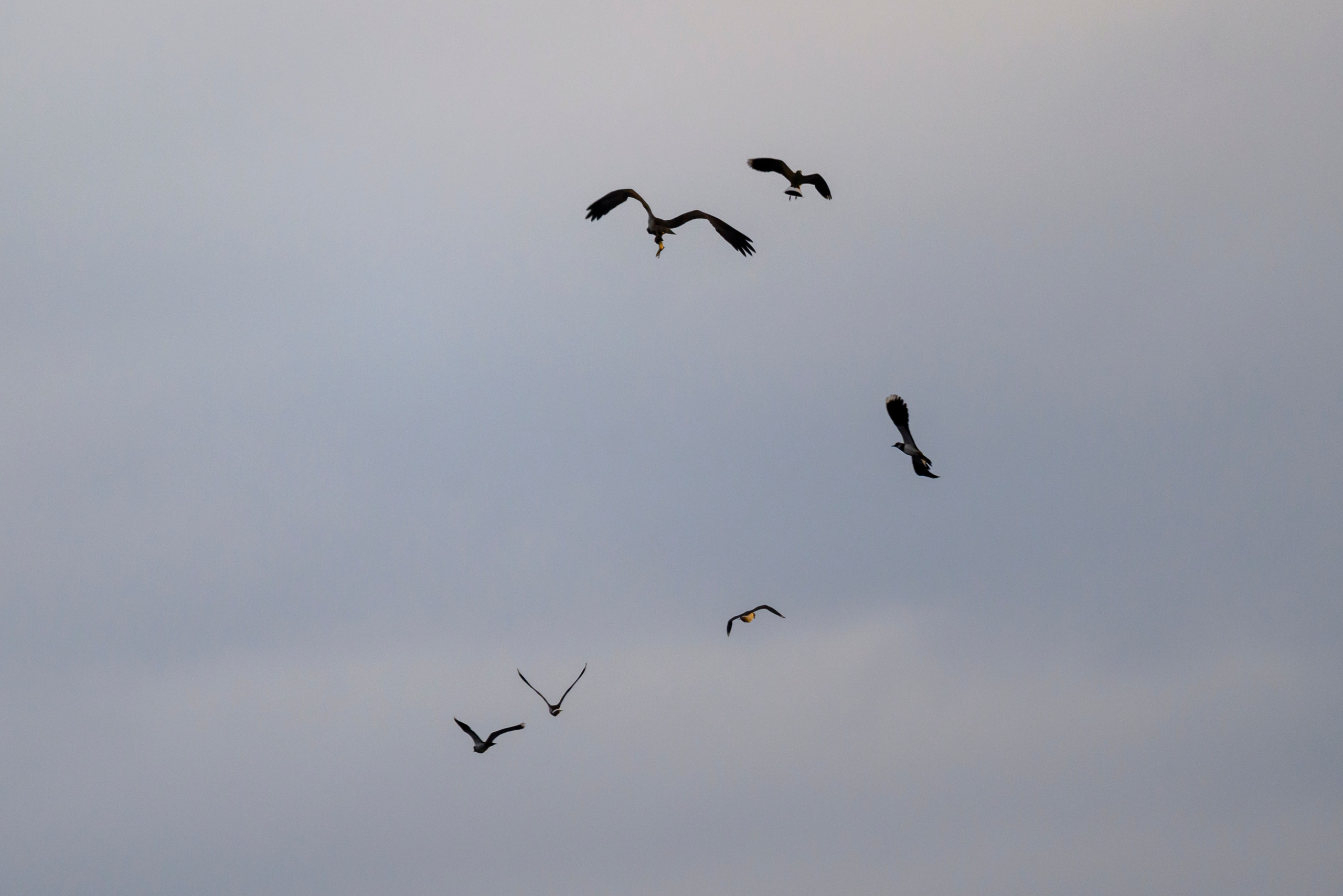 Дуплет скопы. Wildlife photography by Sergey Puponin