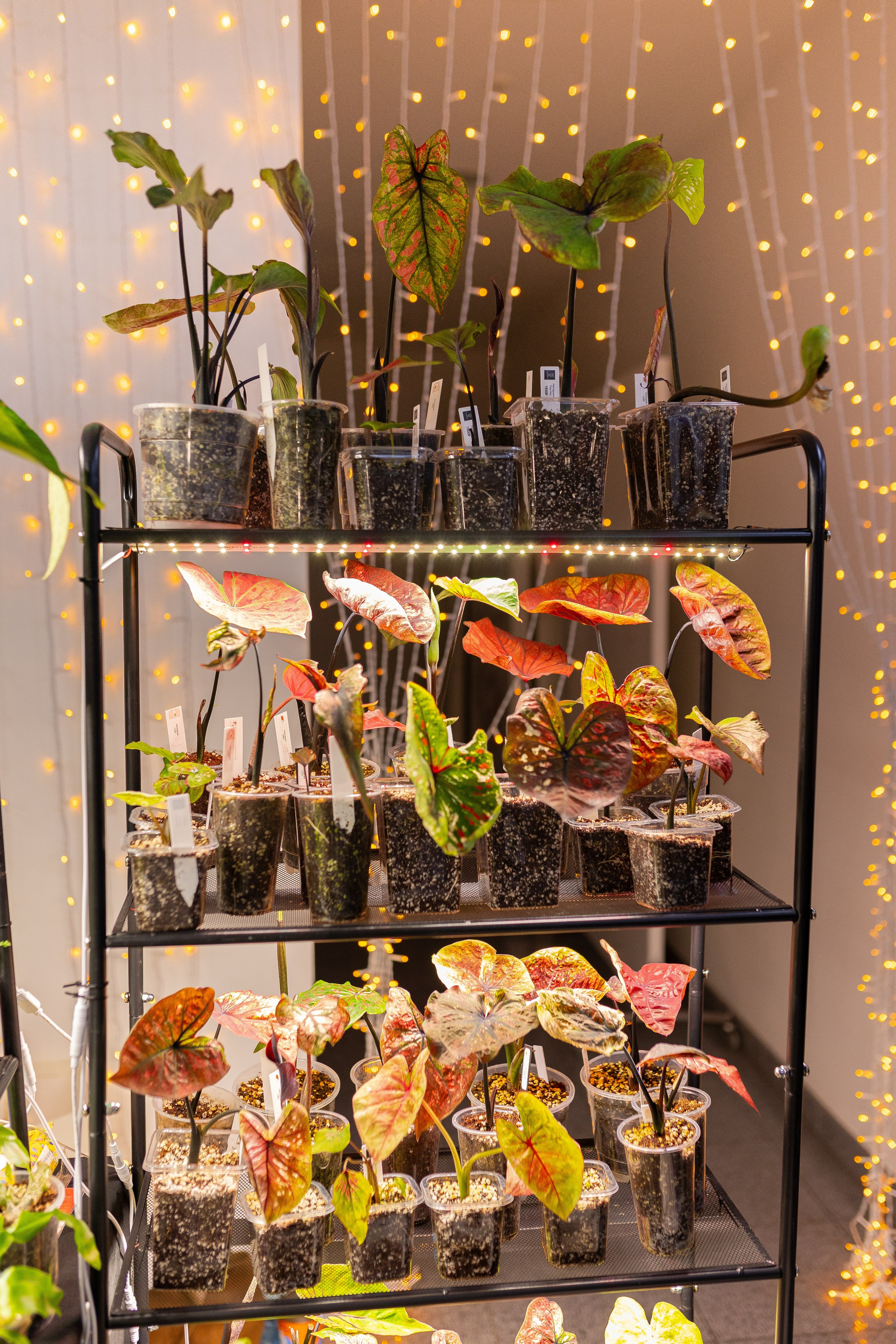 Орхидиум 12.2025. Александра Куликова фотограф, Москва