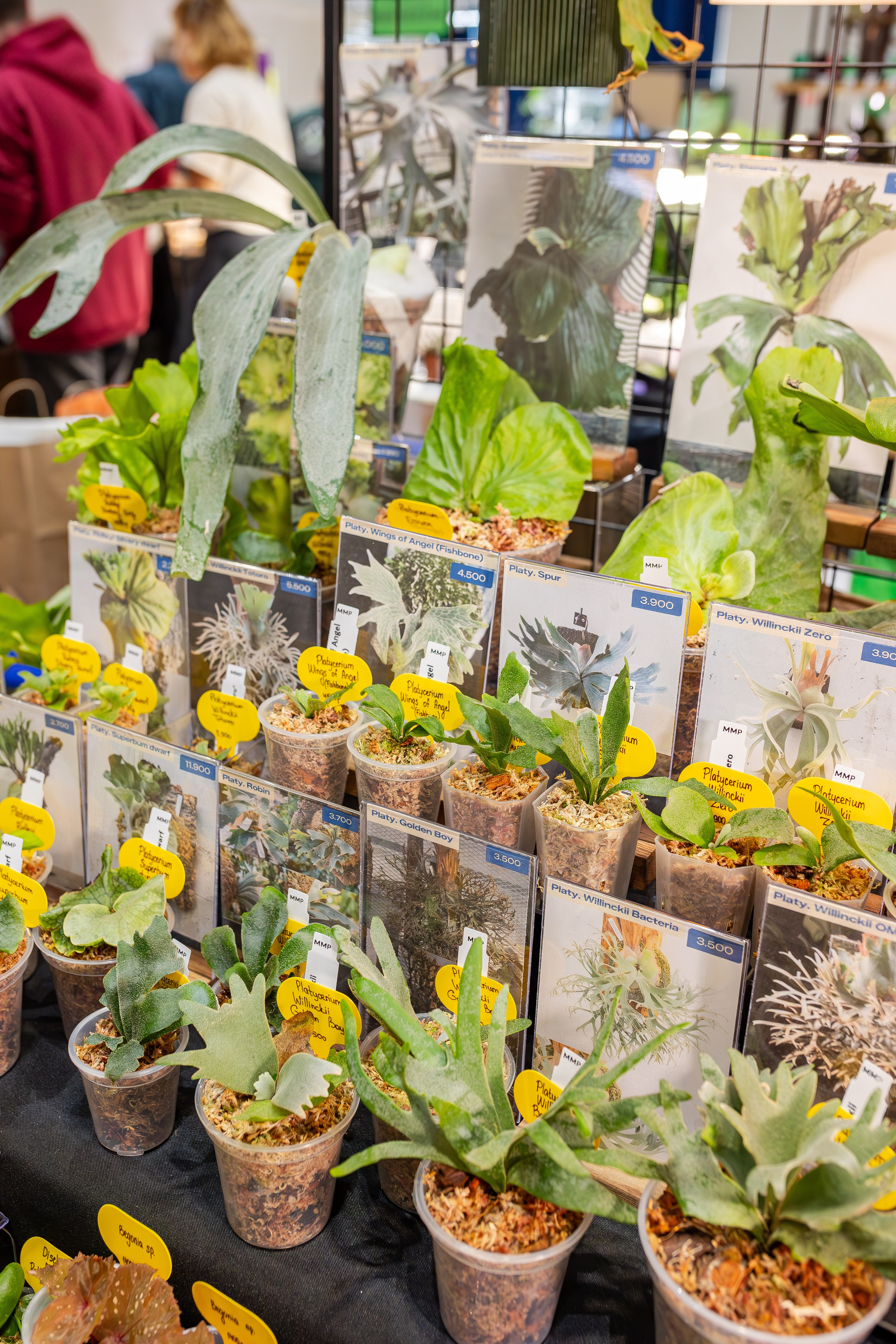 Монстериум апрель 2026. Александра Куликова фотограф, Москва