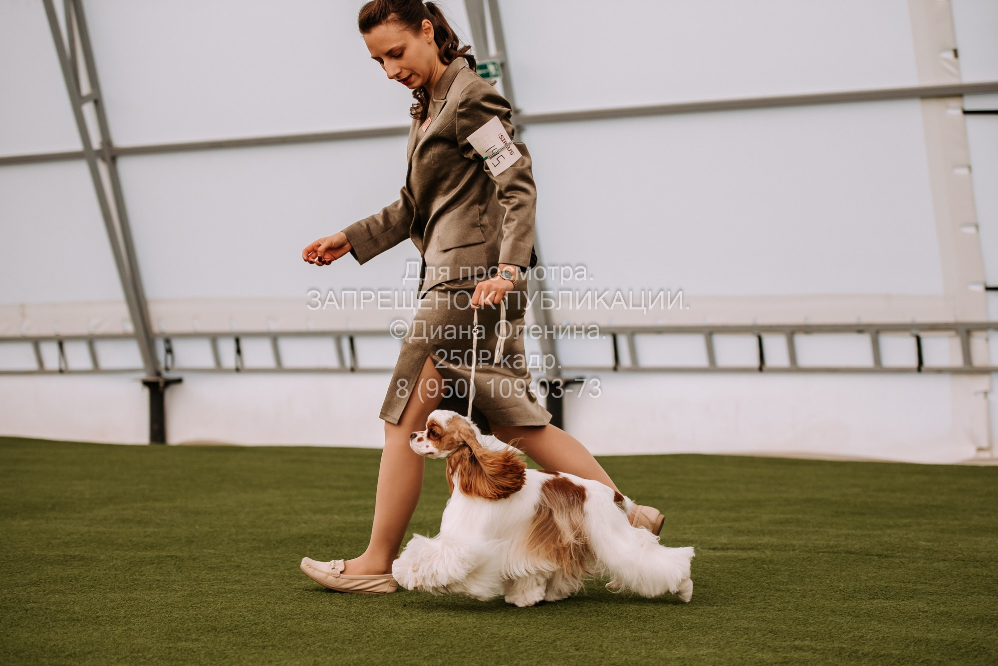 Выставка собак Красноярск 2.06. Фотограф Диана Оленина Красноярск / Братск