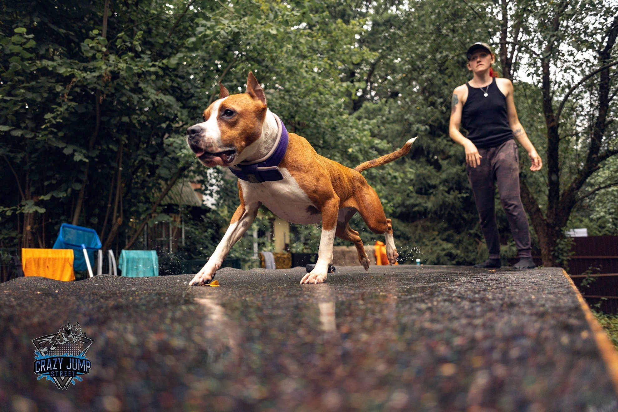 Собаки, спорт, Док дайвинг. Свадебный и репортажный фотограф в Москве и Московской области