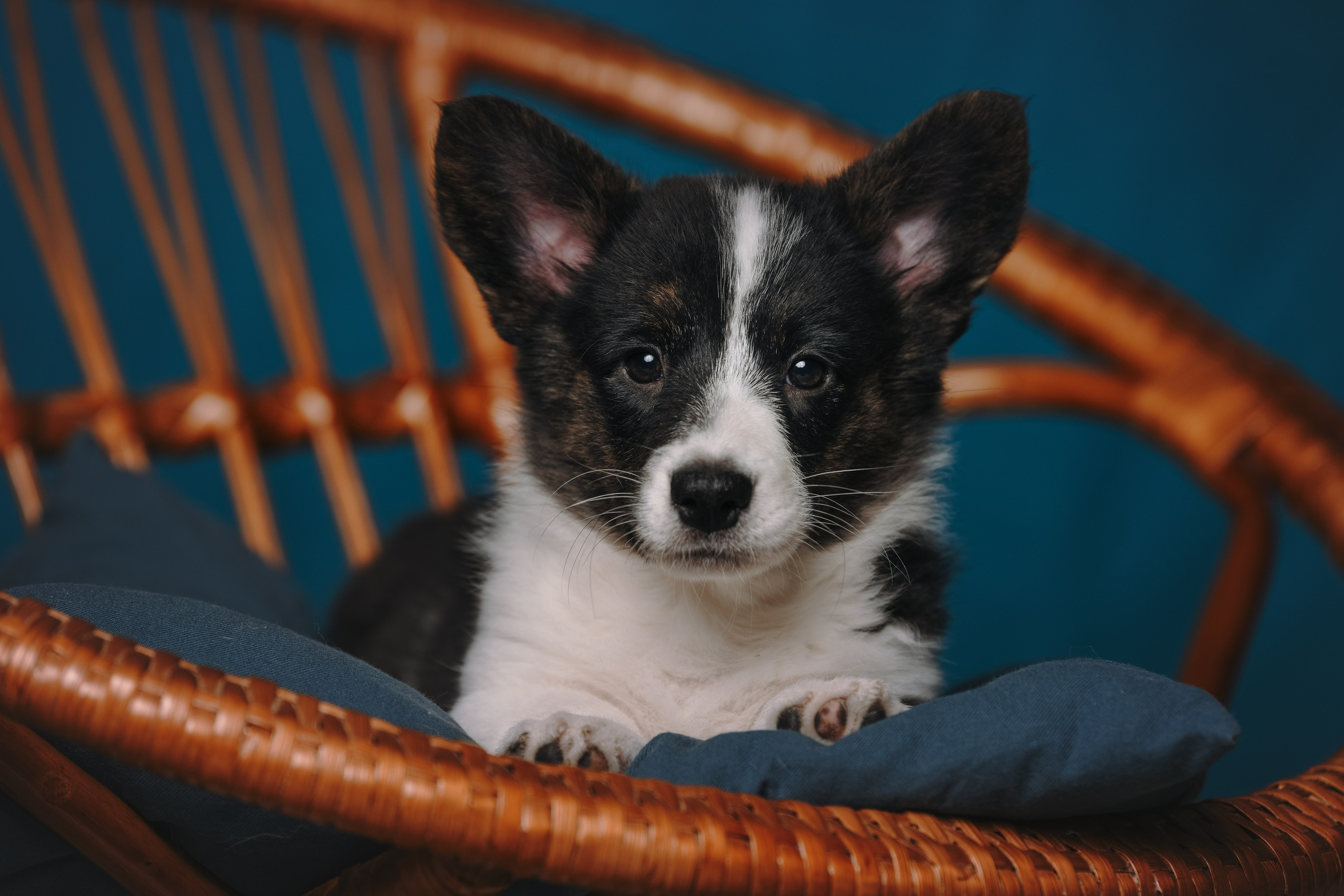 Щенки со студийным светом