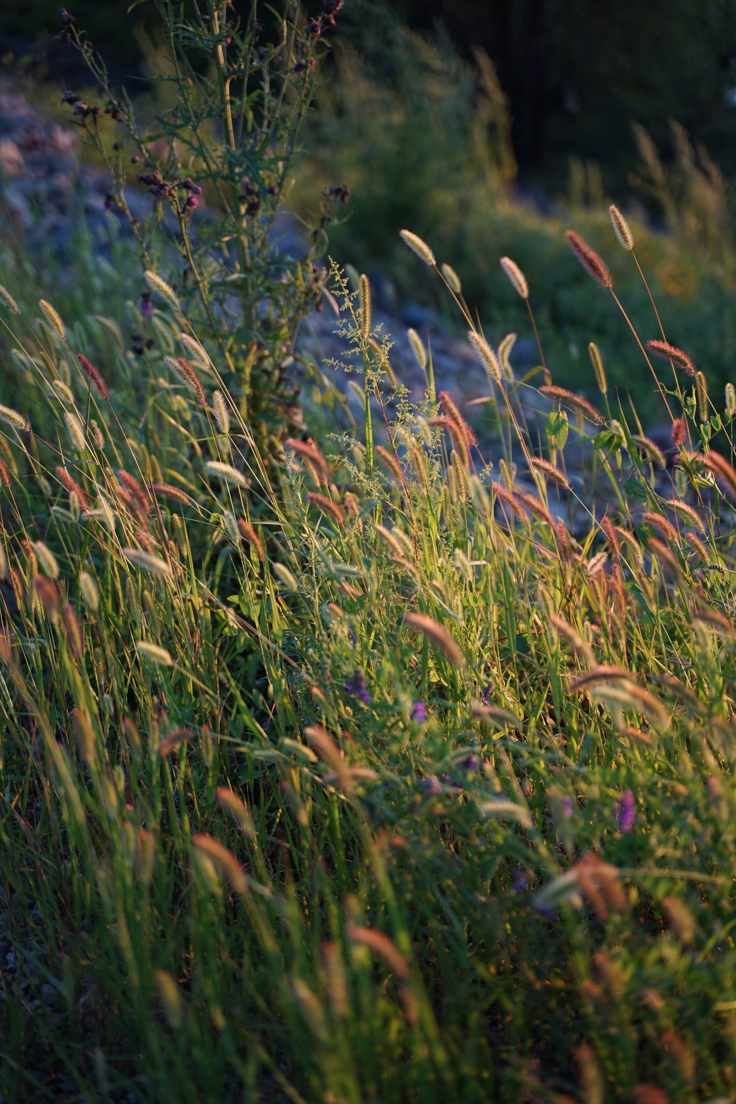 Ботаника. Контент-фотограф в Нижнем Новгороде Антошина Ольга