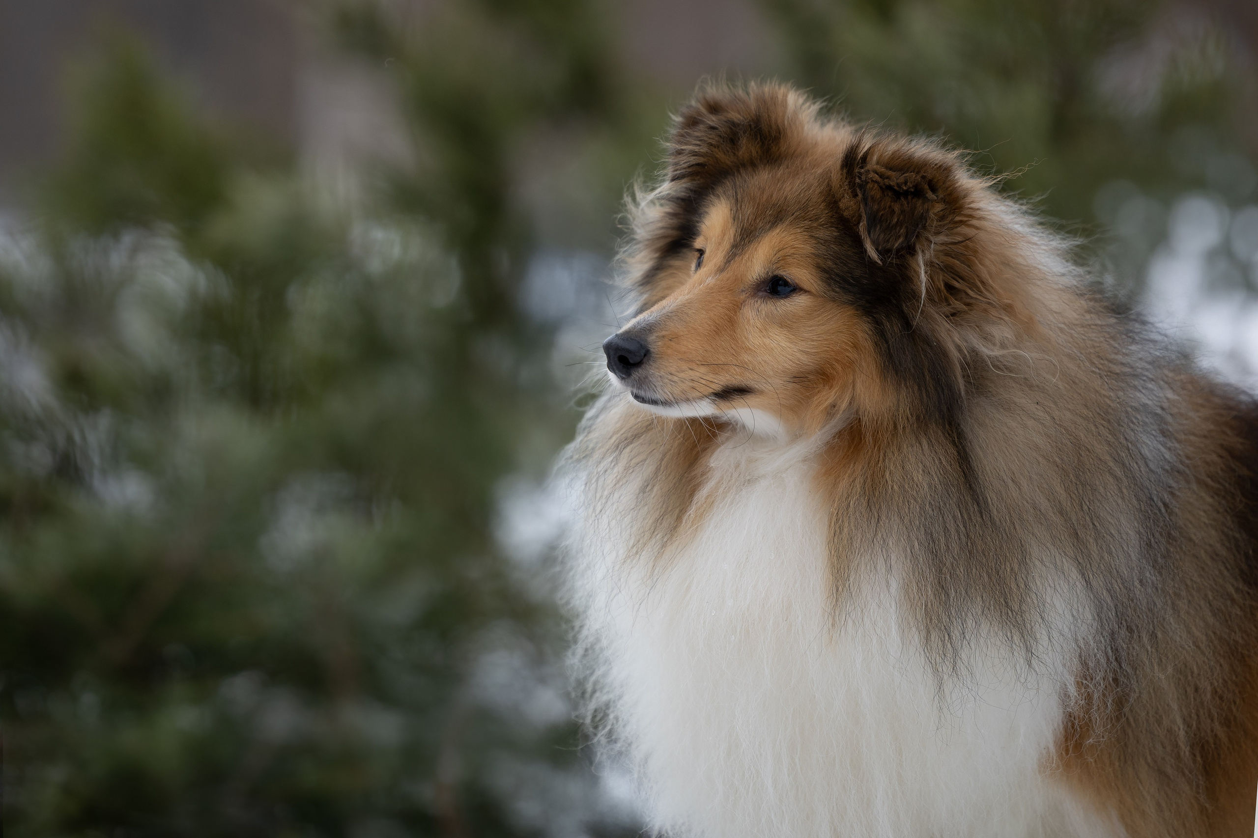 Питомник Стэйсилайн. Мои работы