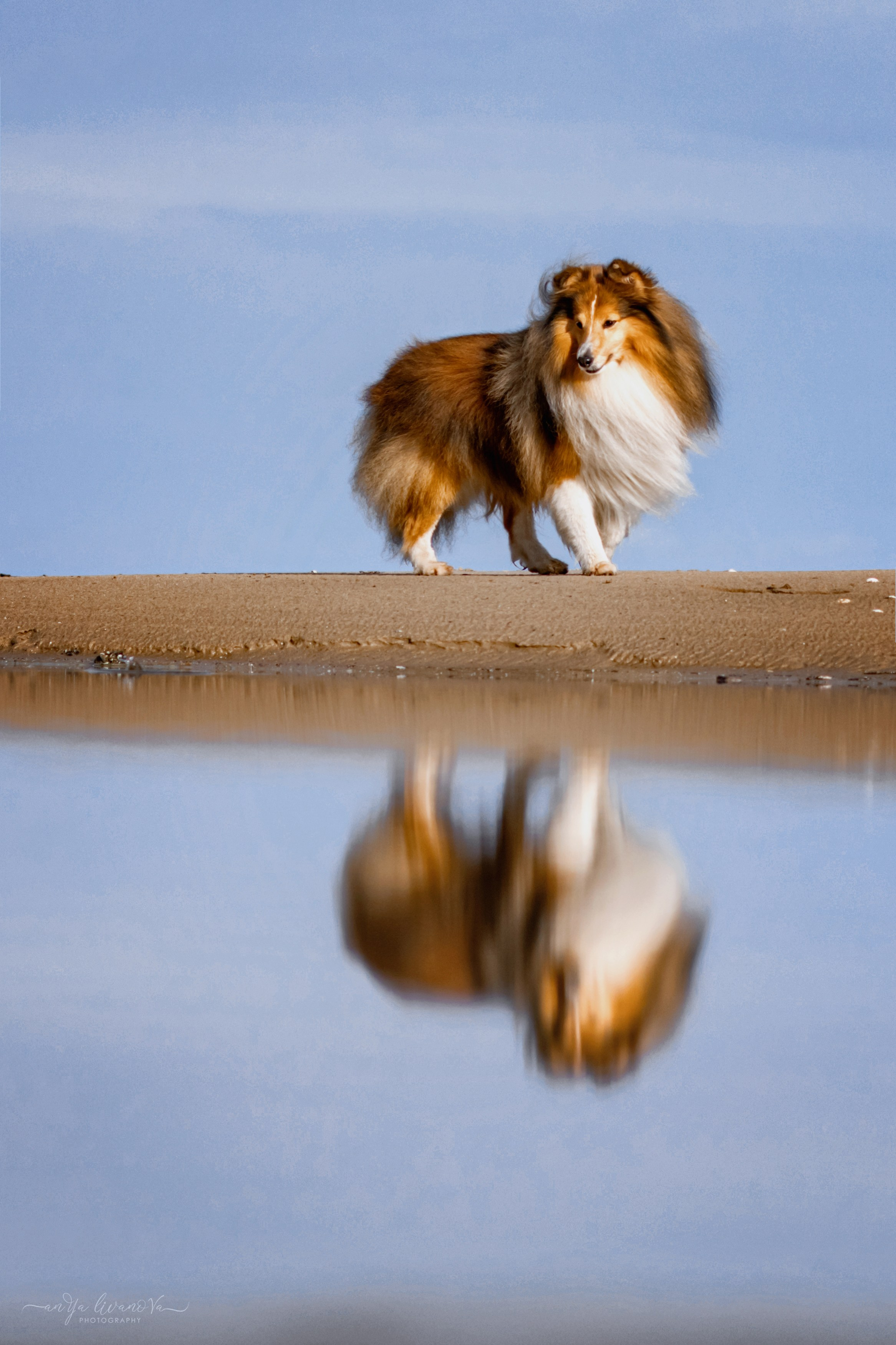 Рома. Фотограф анималист Аня Ливанова | Рыбинск