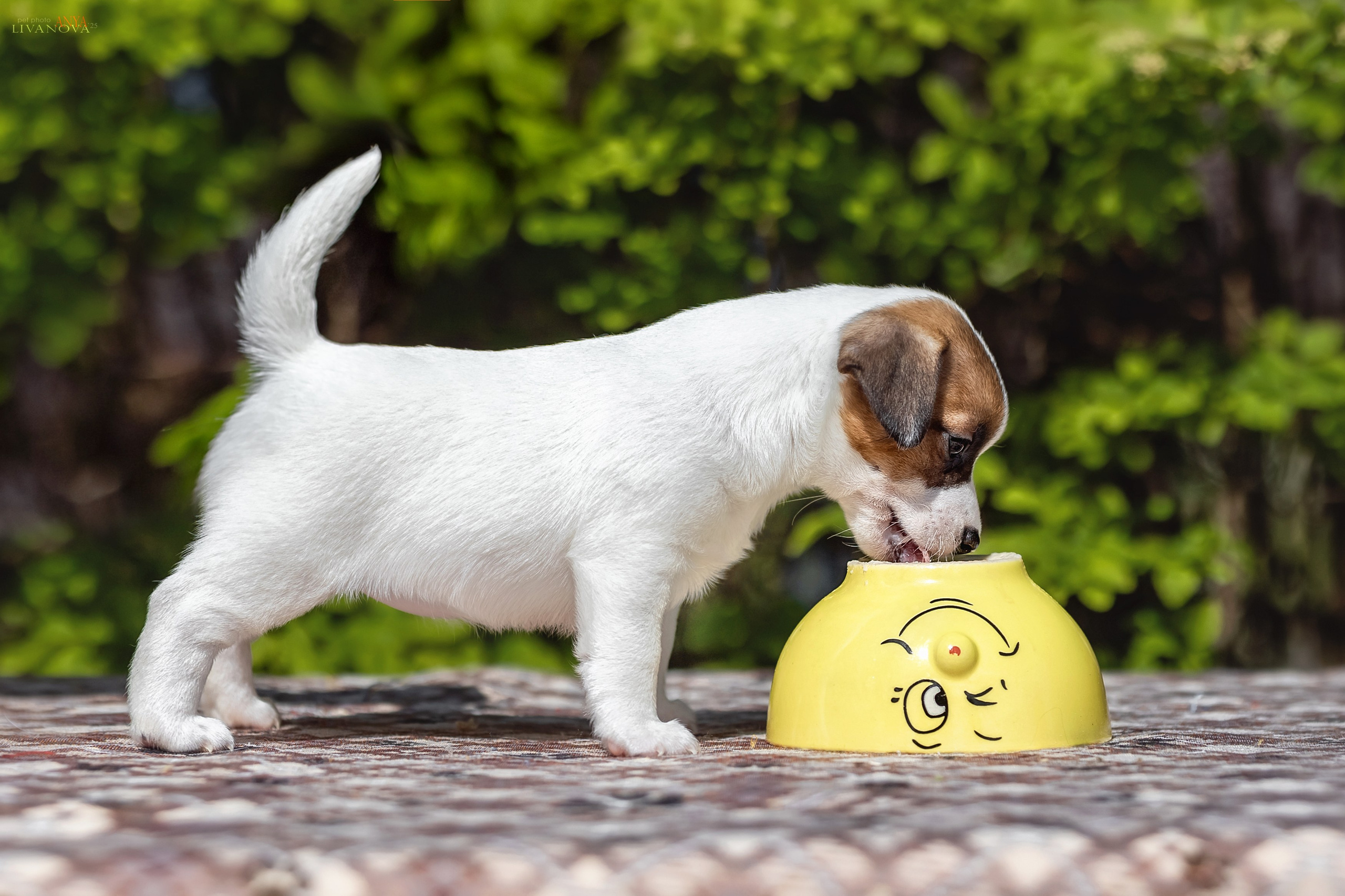 ДРТ. Фотограф анималист Аня Ливанова | Рыбинск