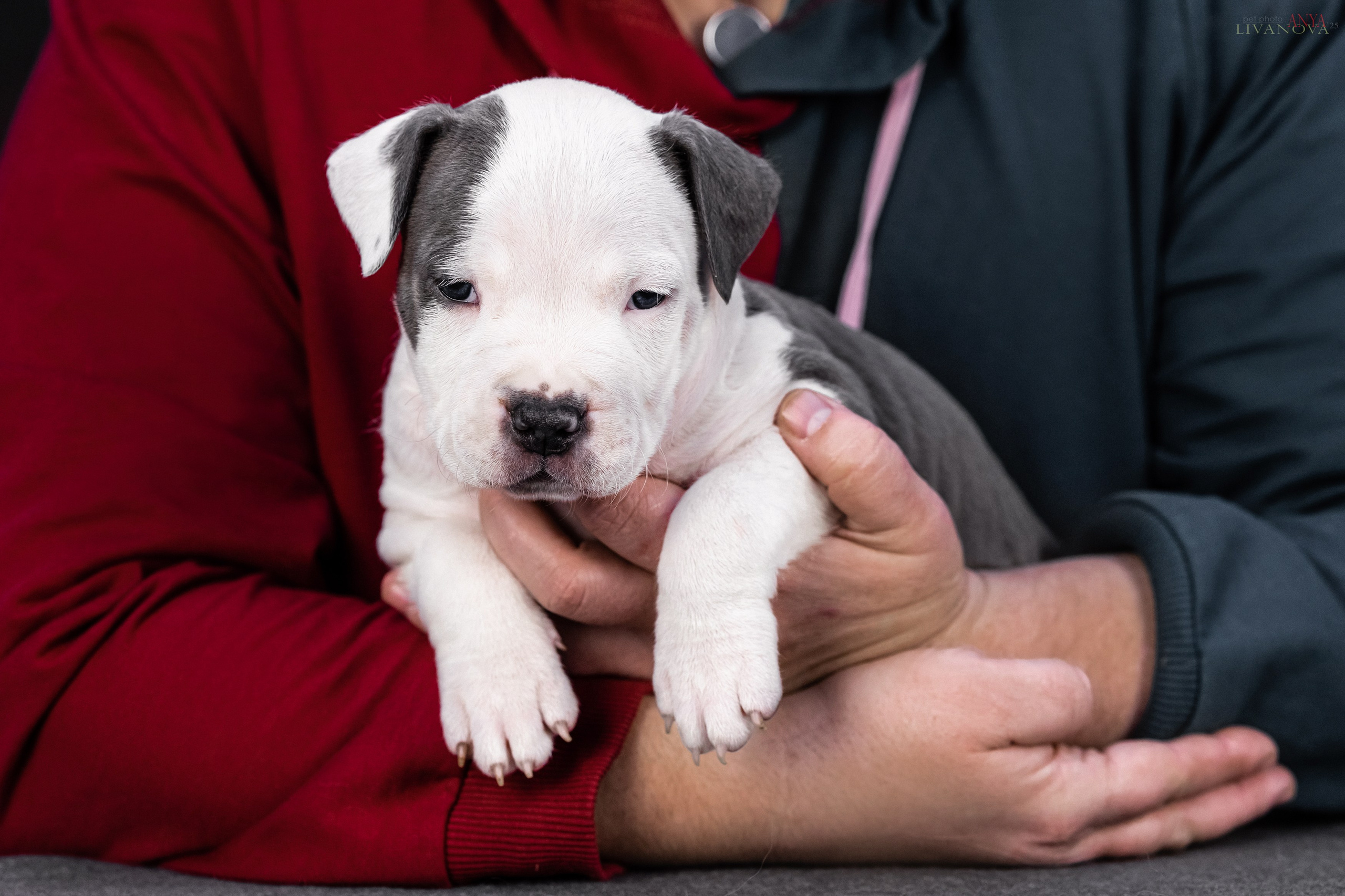Стаффик. Фотограф анималист Аня Ливанова | Рыбинск