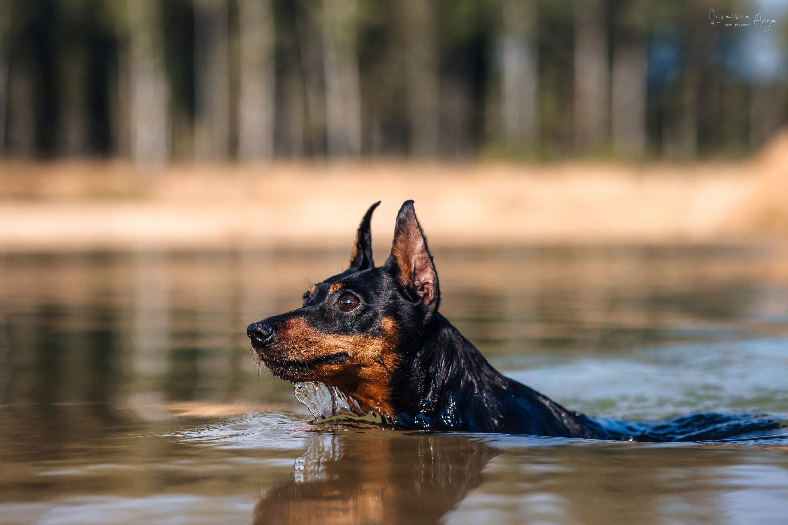 Троицкий карьер. Фотограф анималист Аня Ливанова | Рыбинск