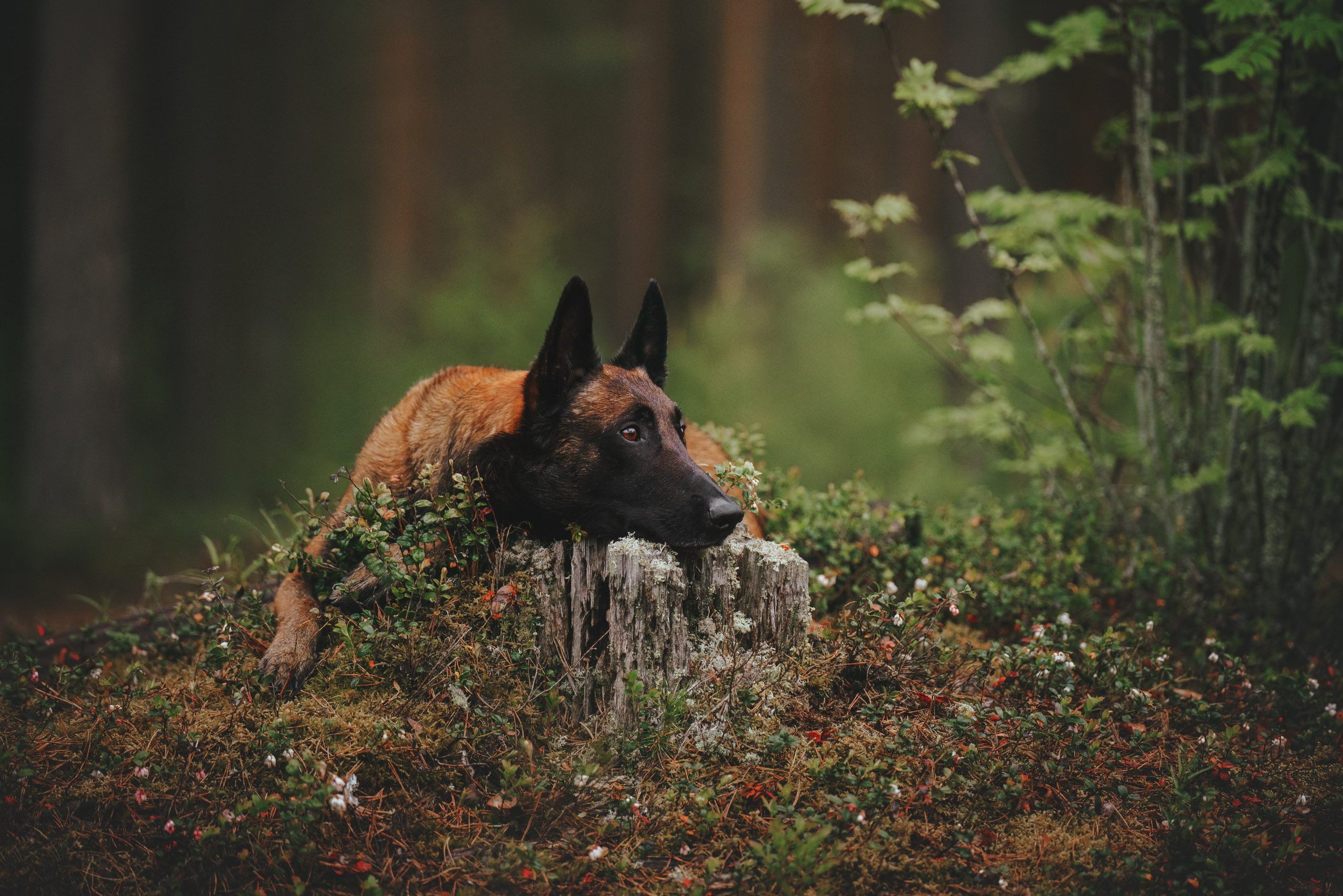 Раш. Фотограф анималист Осипчикова Мария