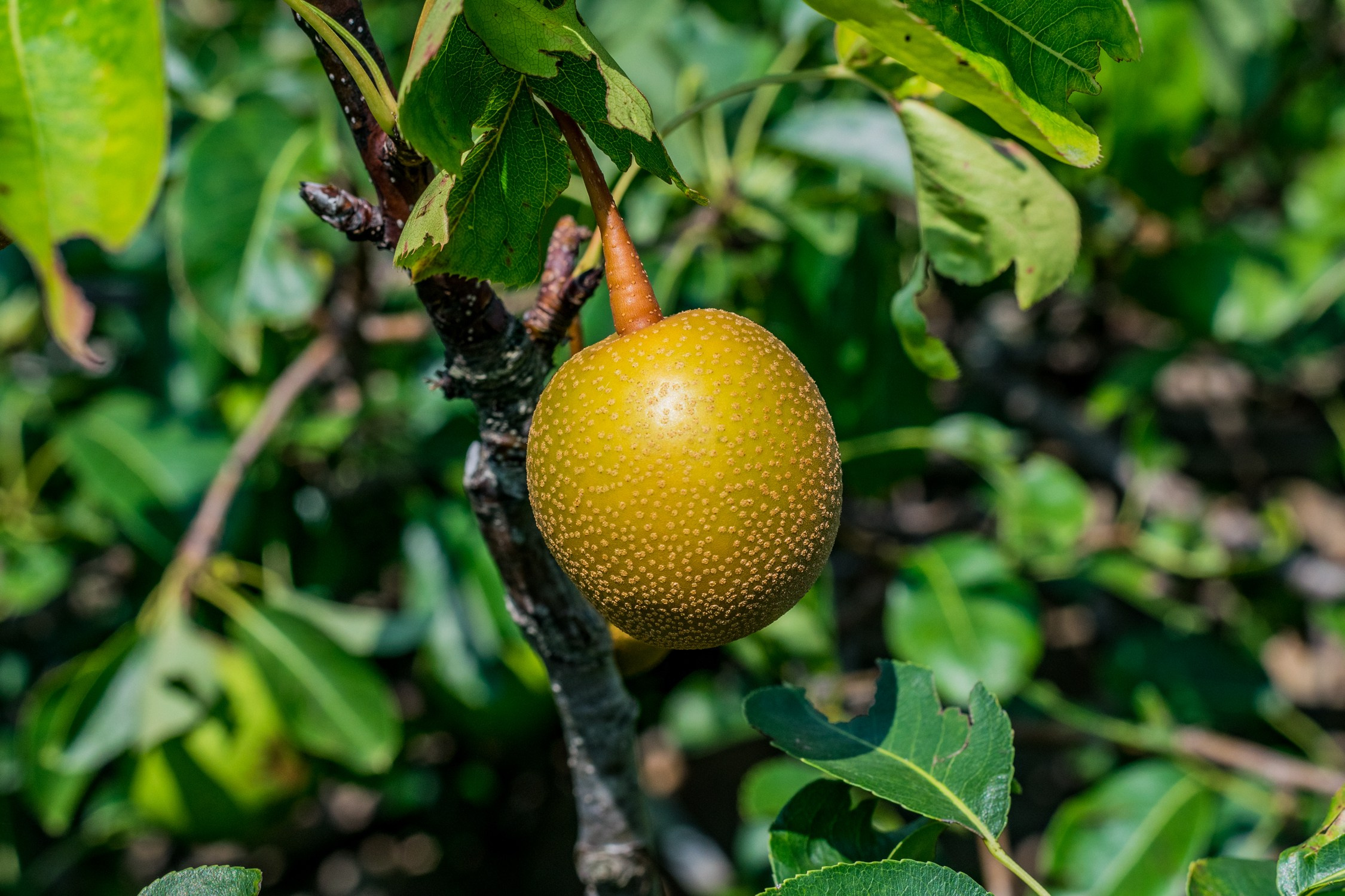 Антон Курдюмов фотограф в Хабаровске Рина Курдюмова фото27 foto27 Антон Дорофеев репортажный репортаж документалист Тони и Рина фотосоздатели Виноградники Хехцир 2024 Хабаровск виноград дикий фермер фермерство дачный сезон
