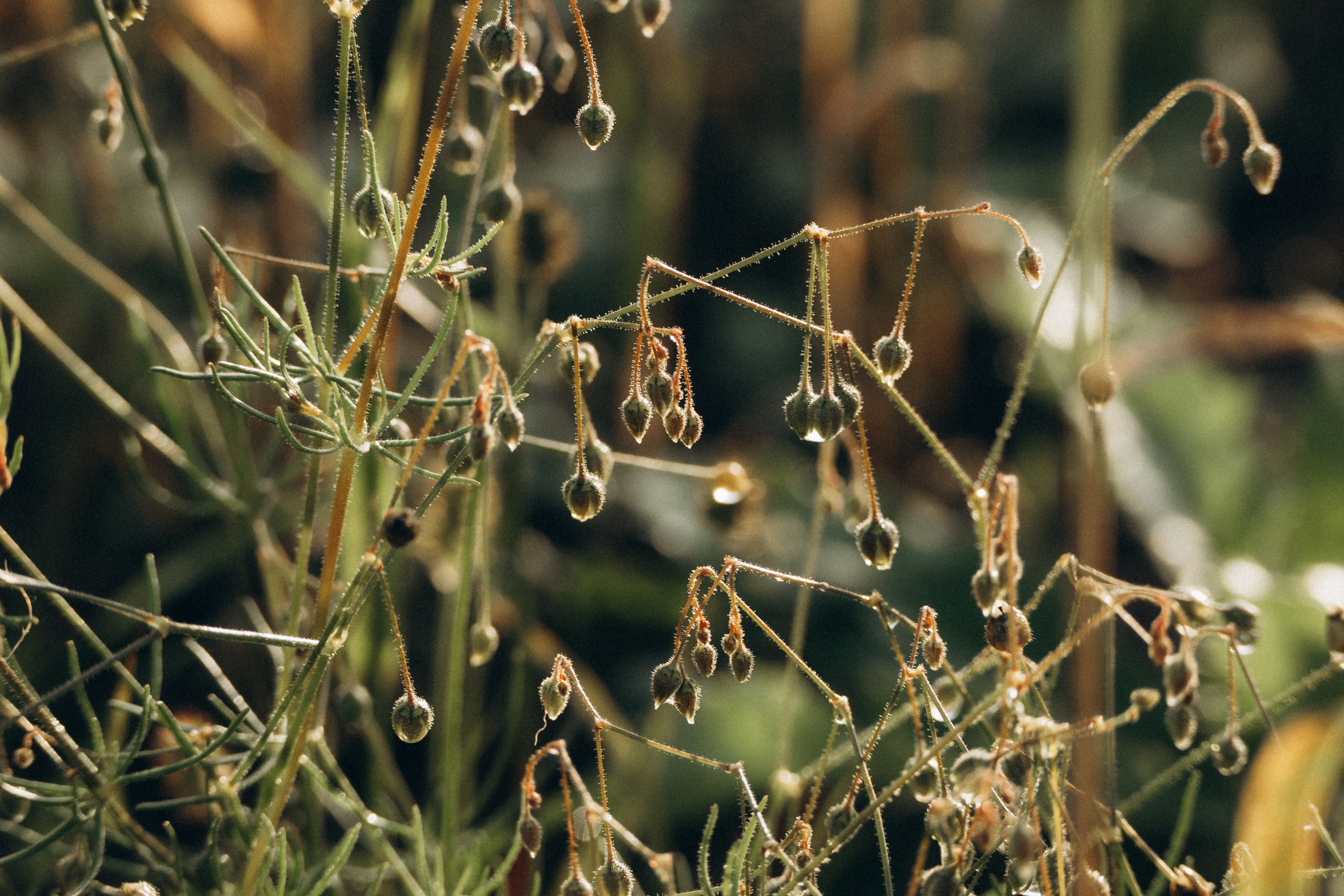 Дана и Арчи. Фотограф-анималист Анастасия Большакова
