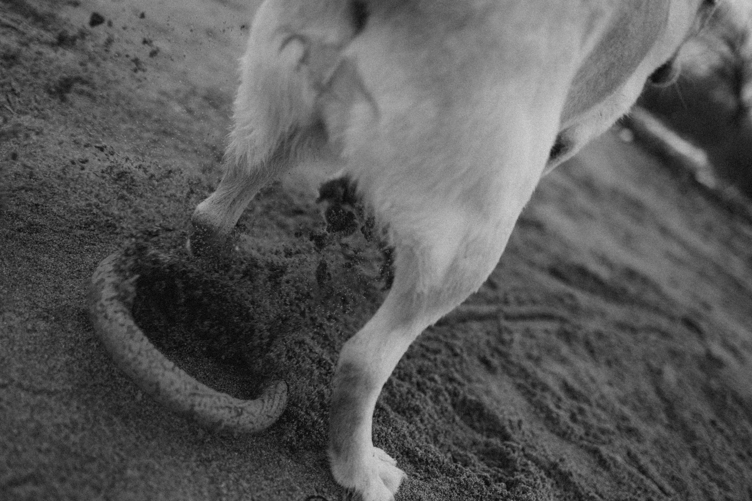 Ирина и Бася. Фотограф — Анималист | Санкт-Петербург